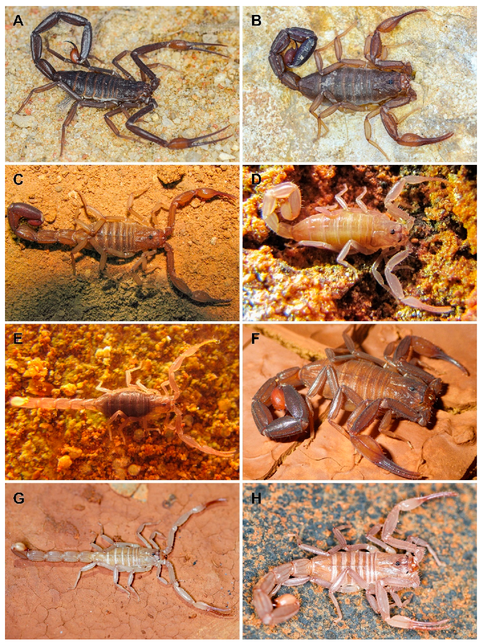 Arthropoda 03 00006 g001