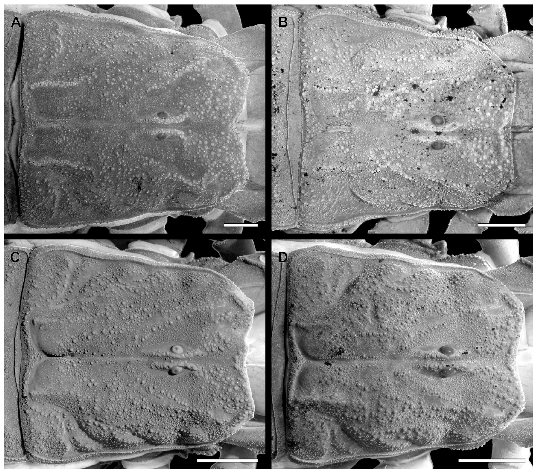 Arthropoda 03 00006 g002