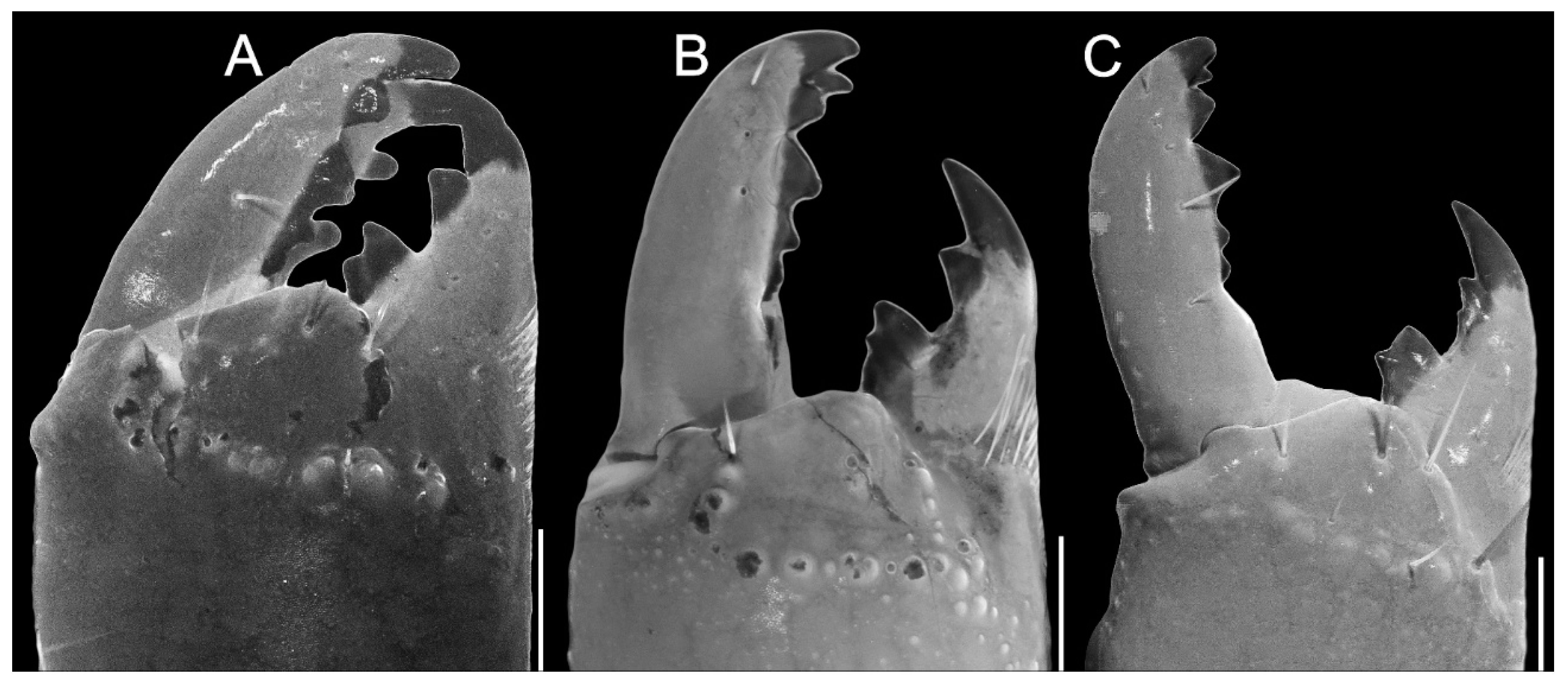 Arthropoda 03 00006 g003