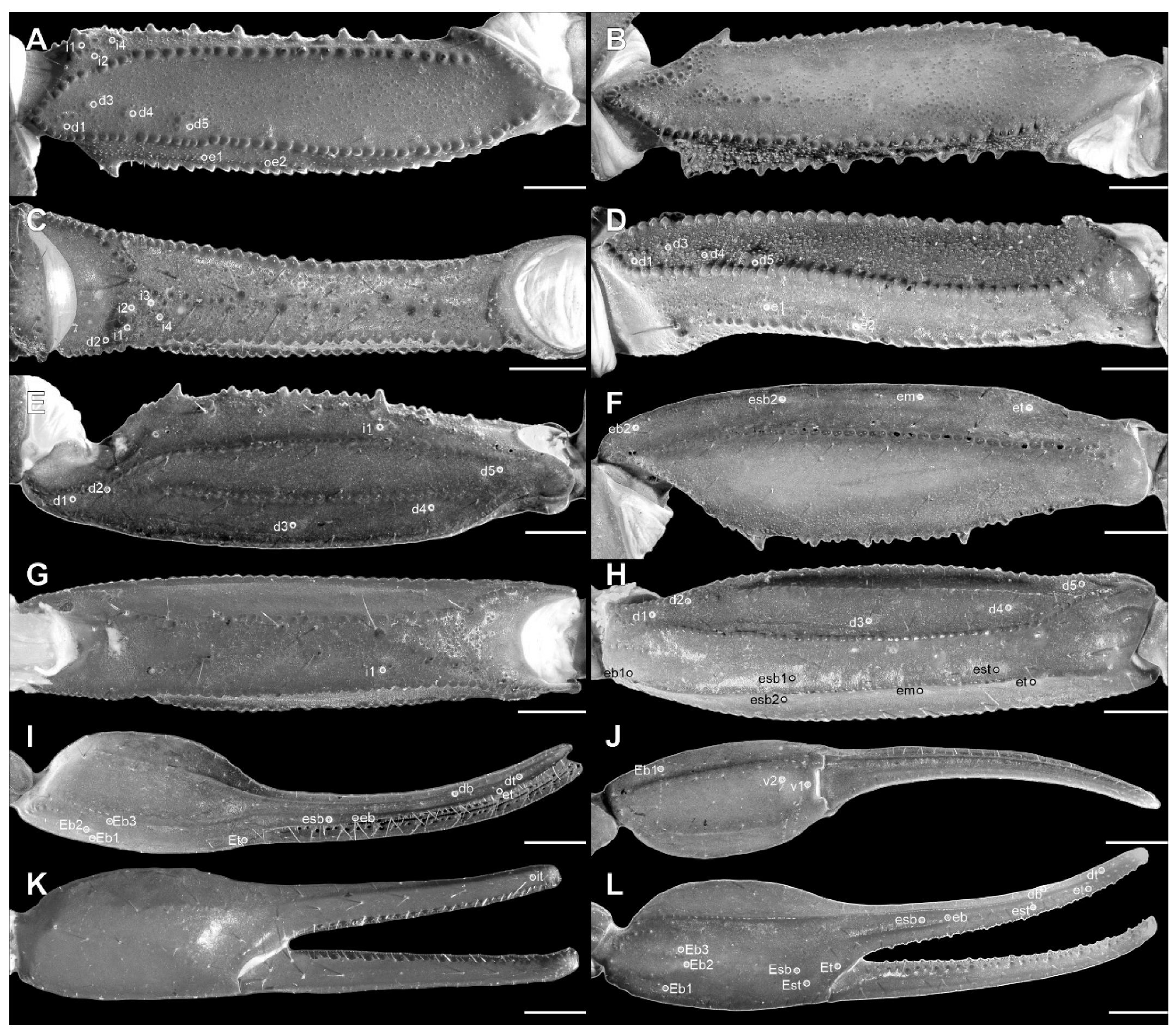 Arthropoda 03 00006 g004