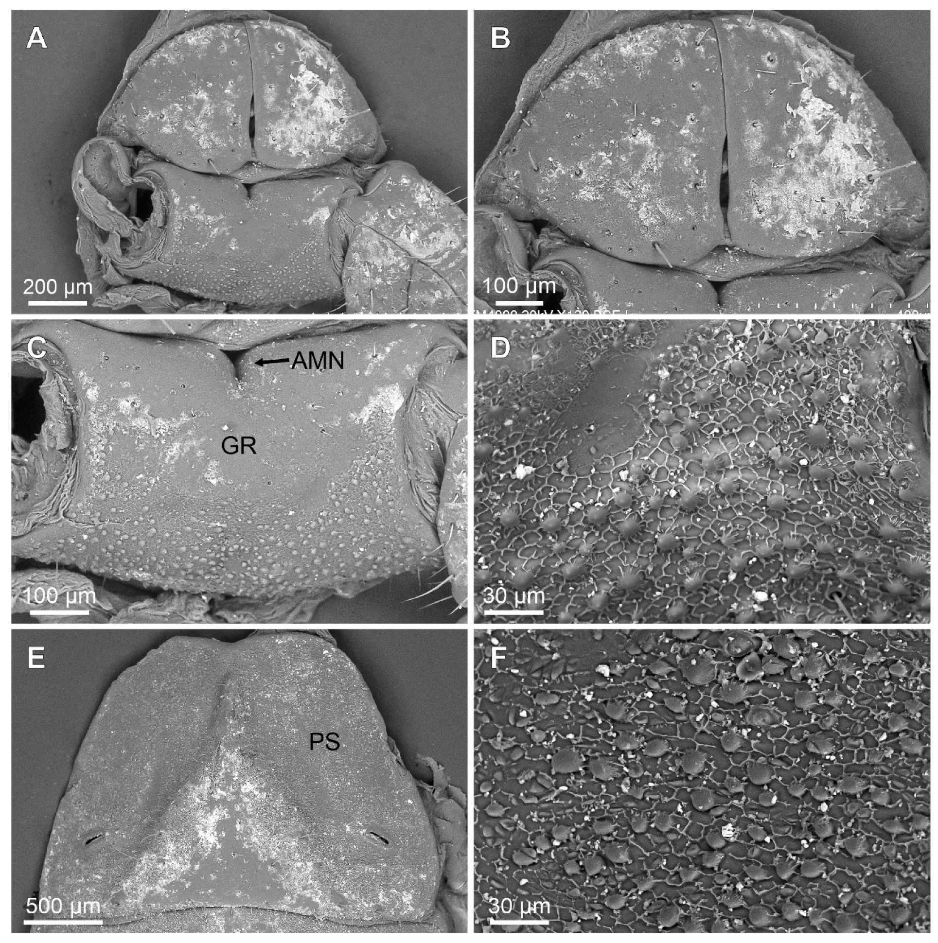 Arthropoda 03 00006 g005