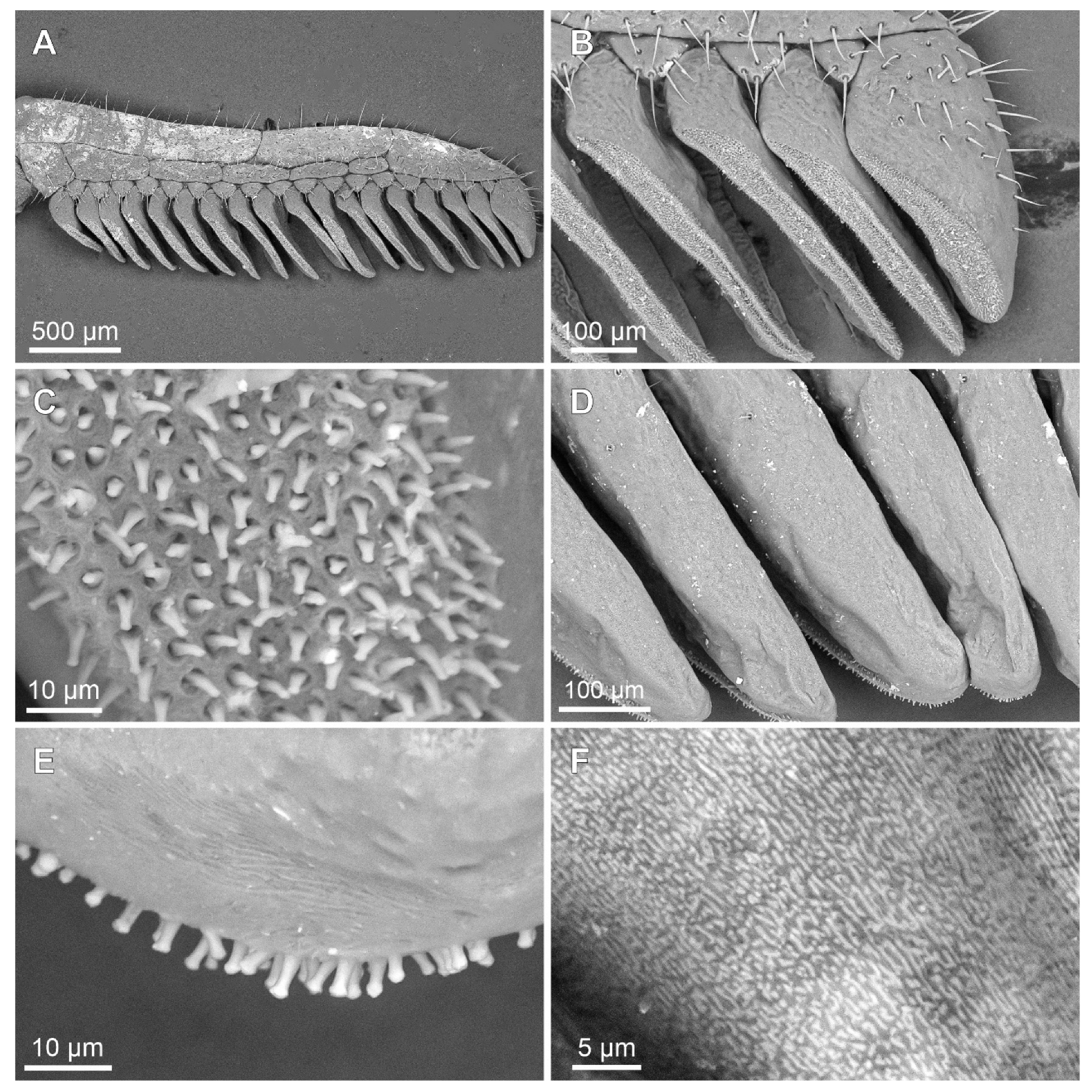 Arthropoda 03 00006 g006