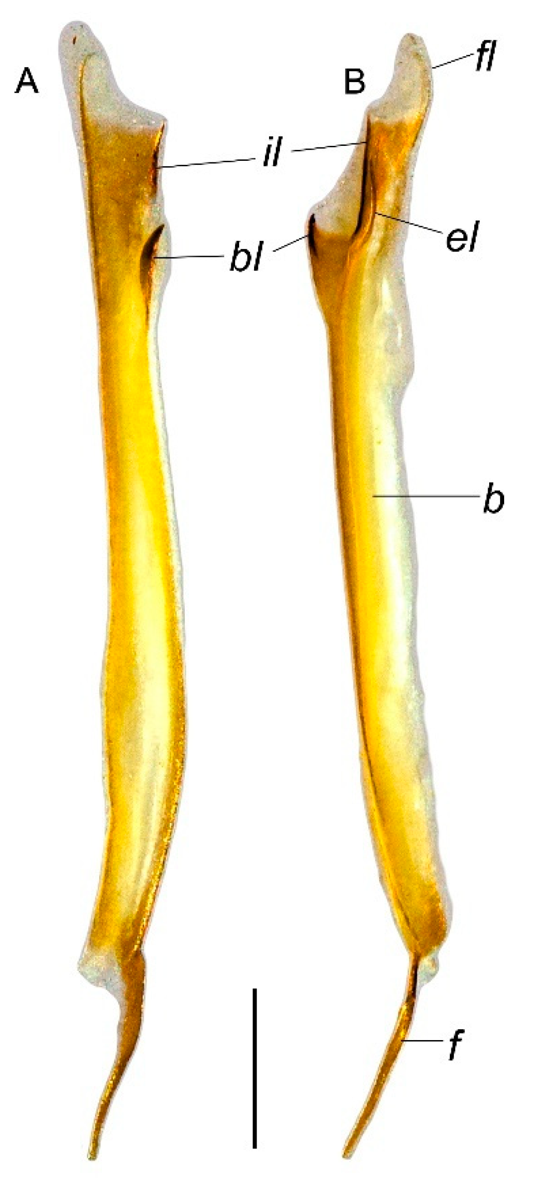 Arthropoda 03 00006 g008