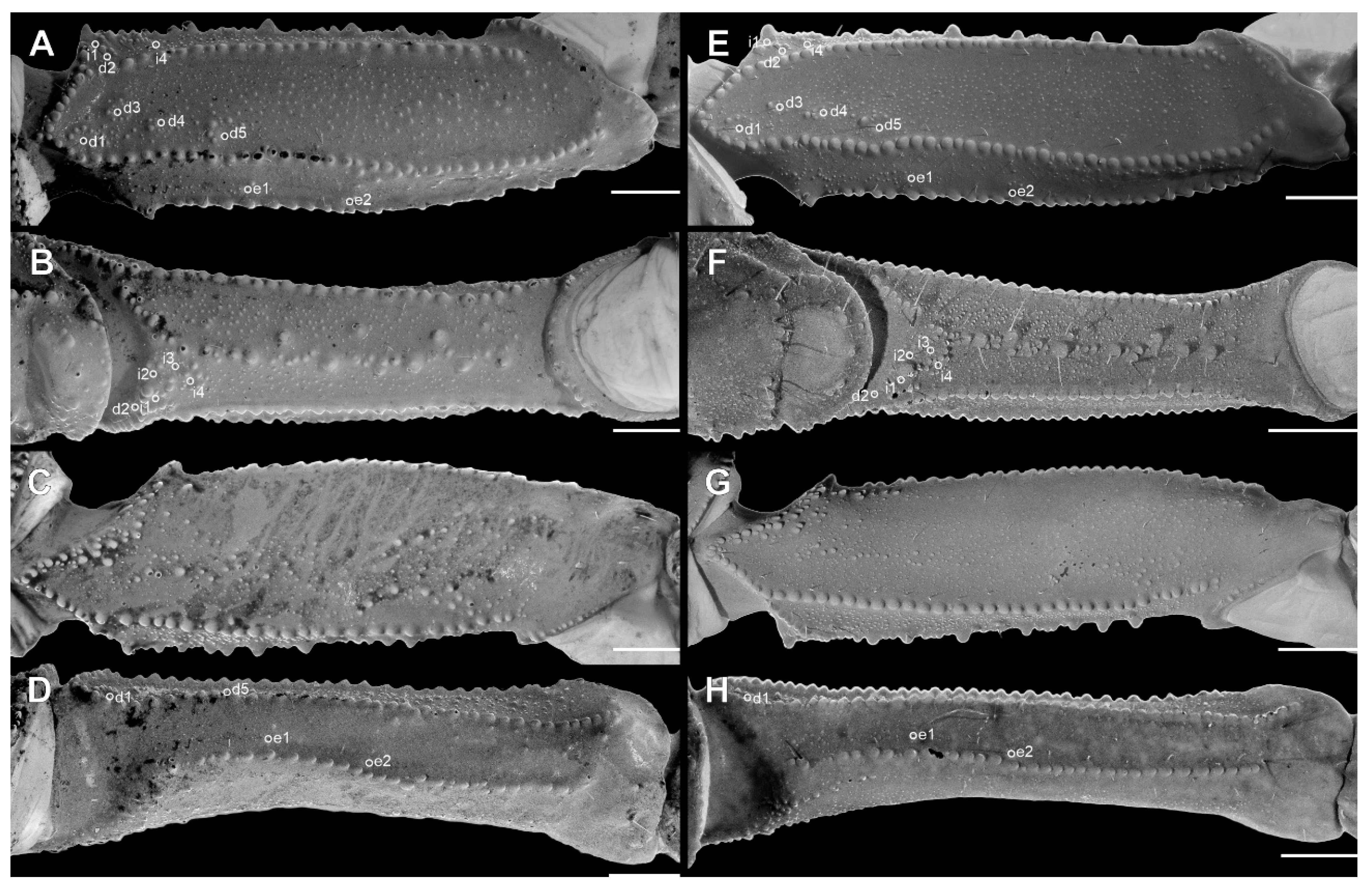 Arthropoda 03 00006 g009