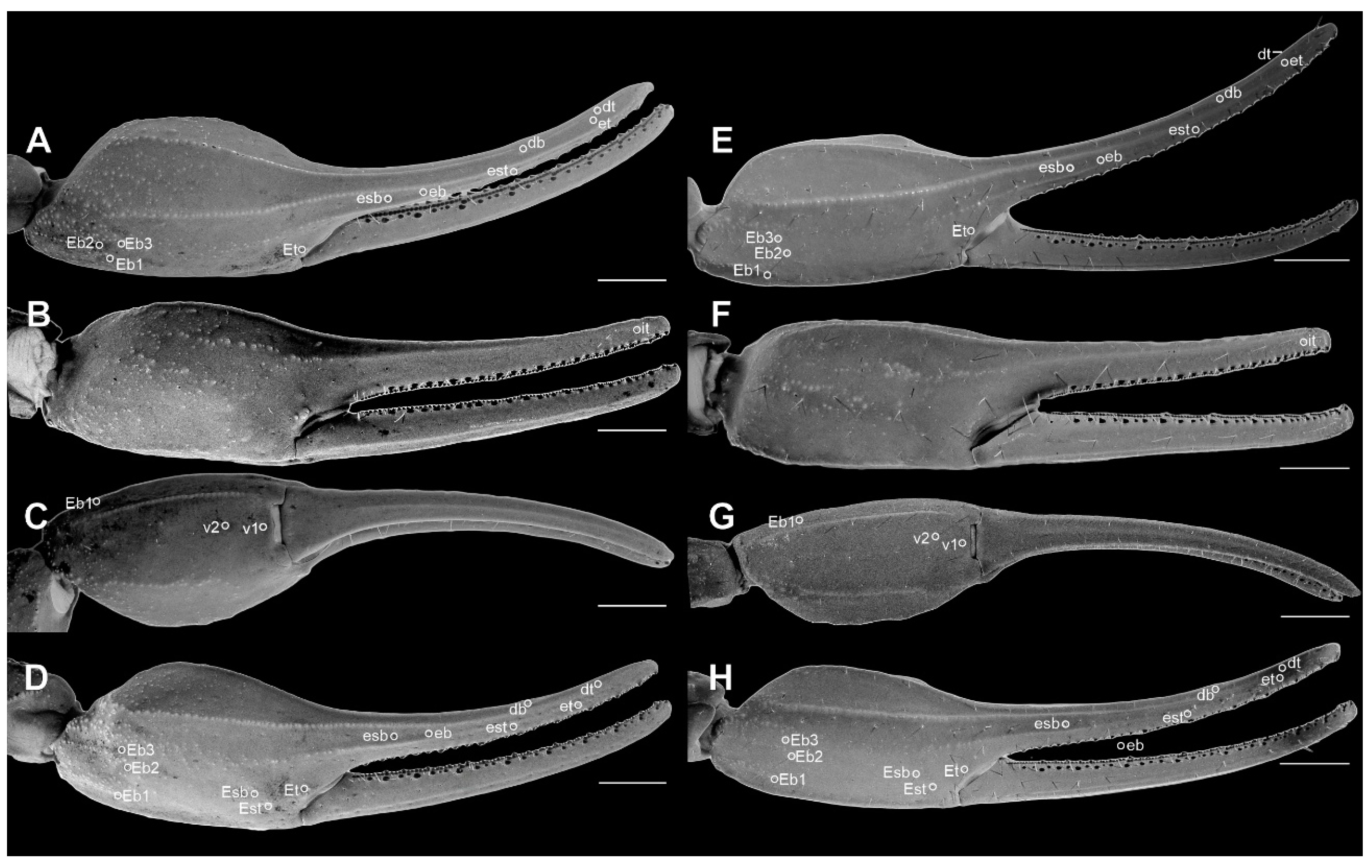 Arthropoda 03 00006 g011