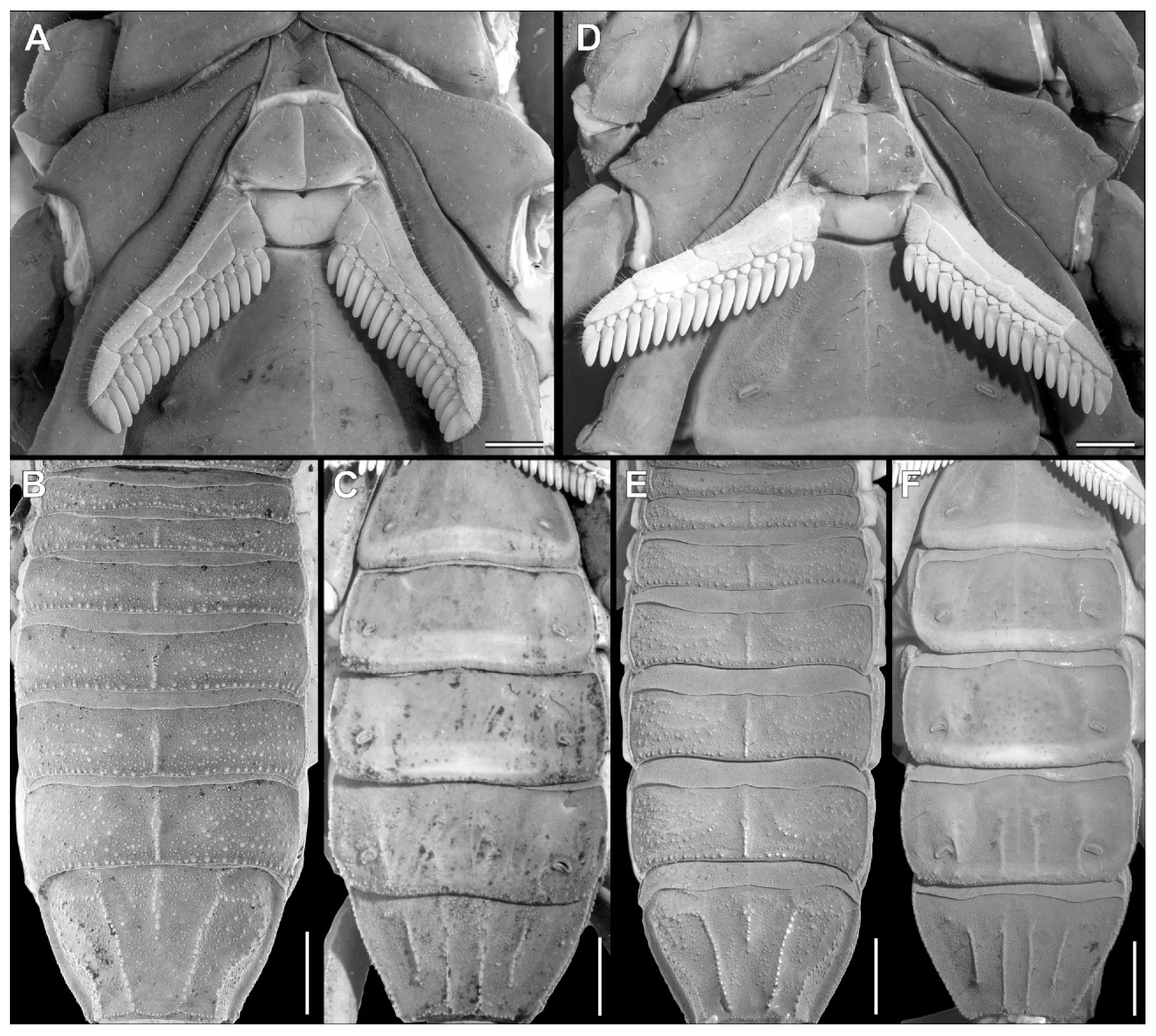 Arthropoda 03 00006 g012