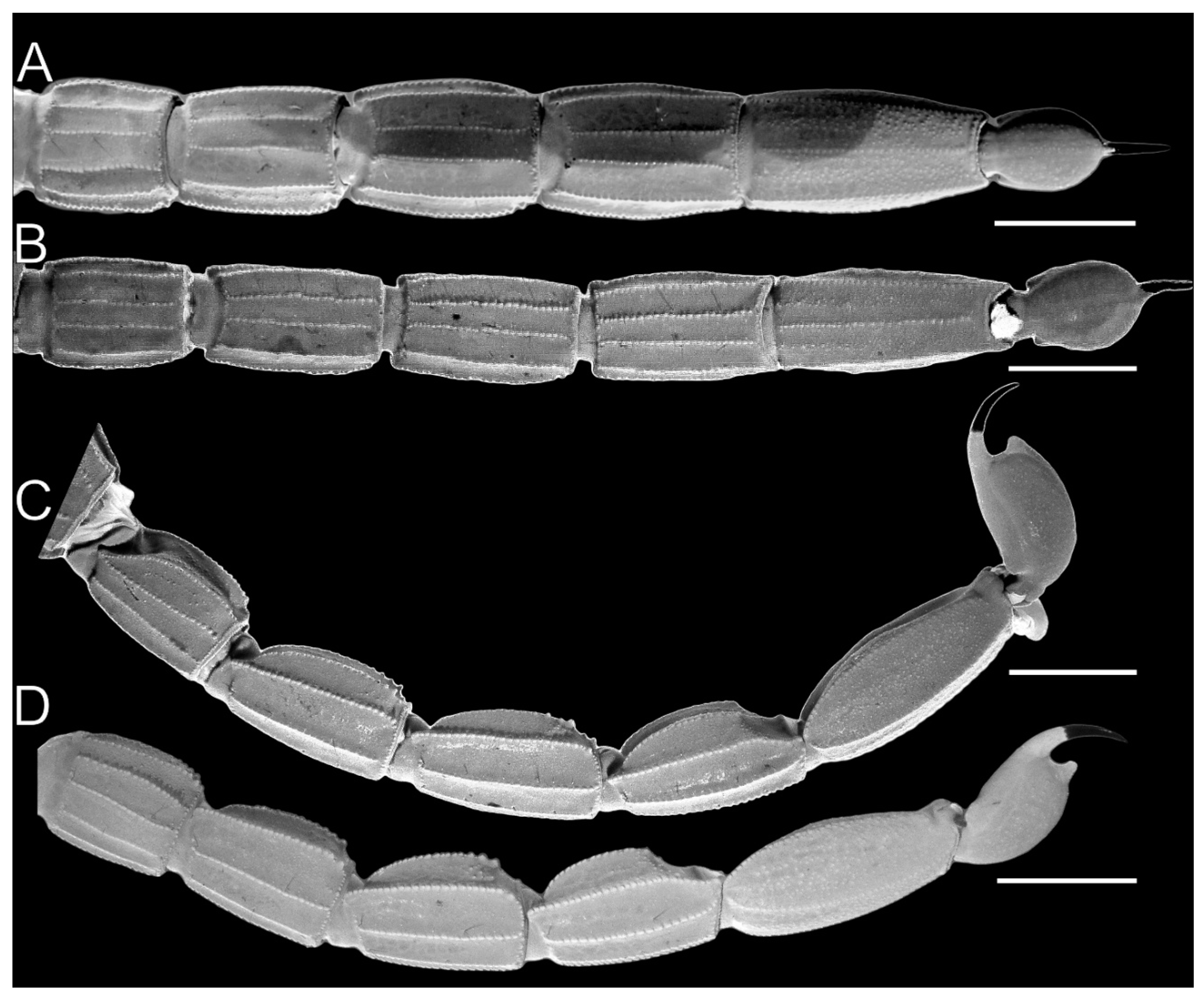 Arthropoda 03 00006 g013