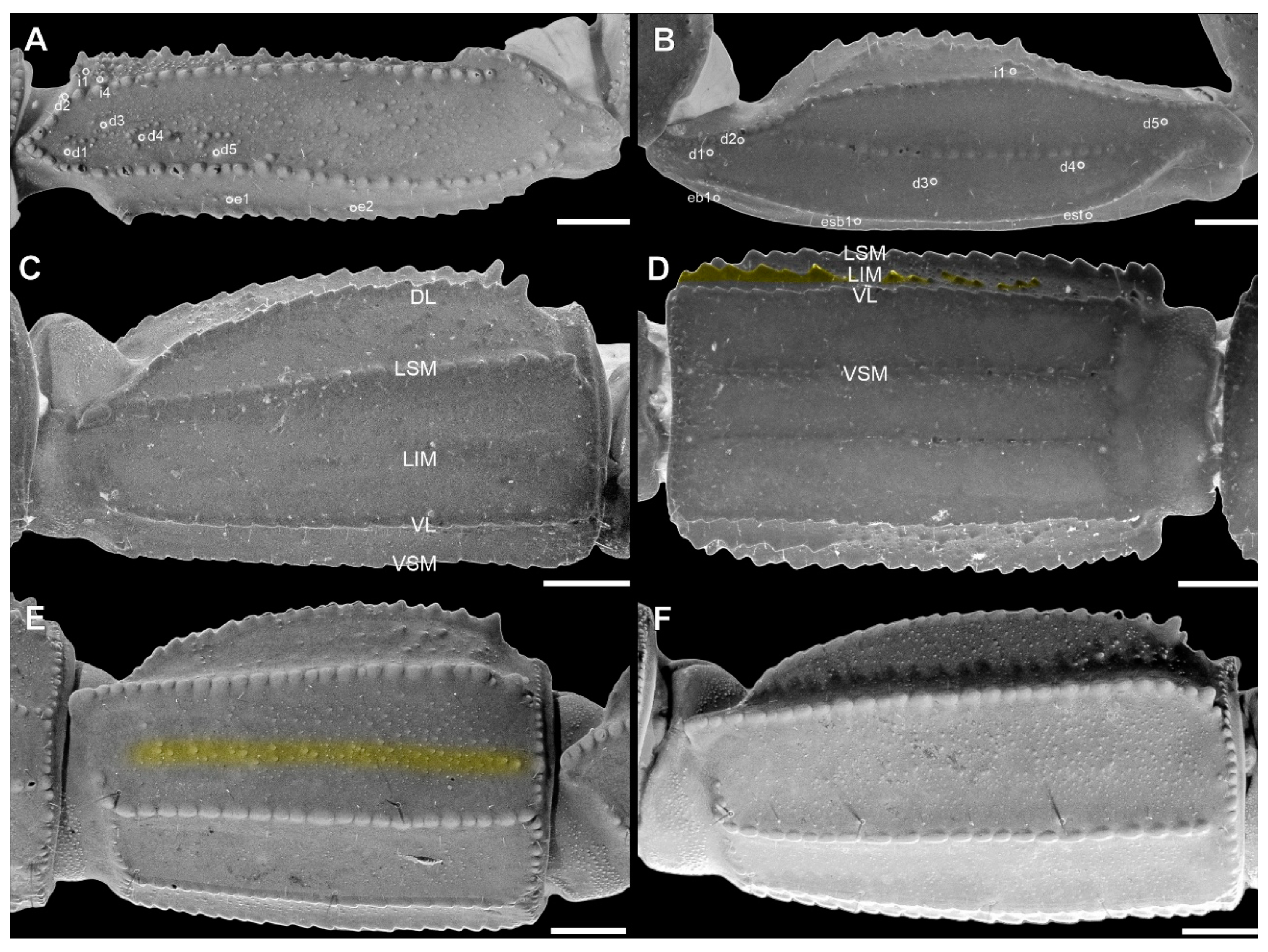Arthropoda 03 00006 g014