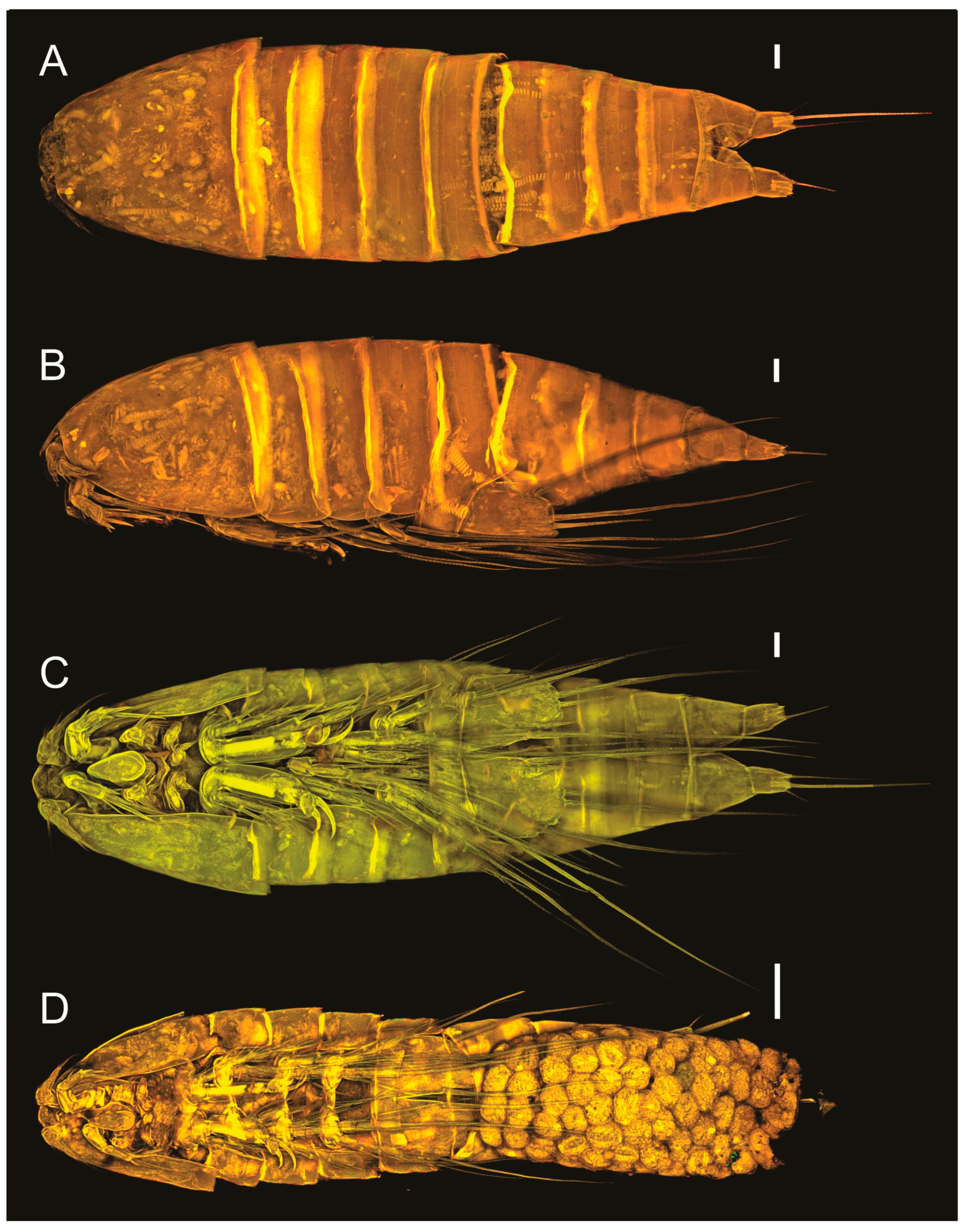 Arthropoda 03 00008 g003