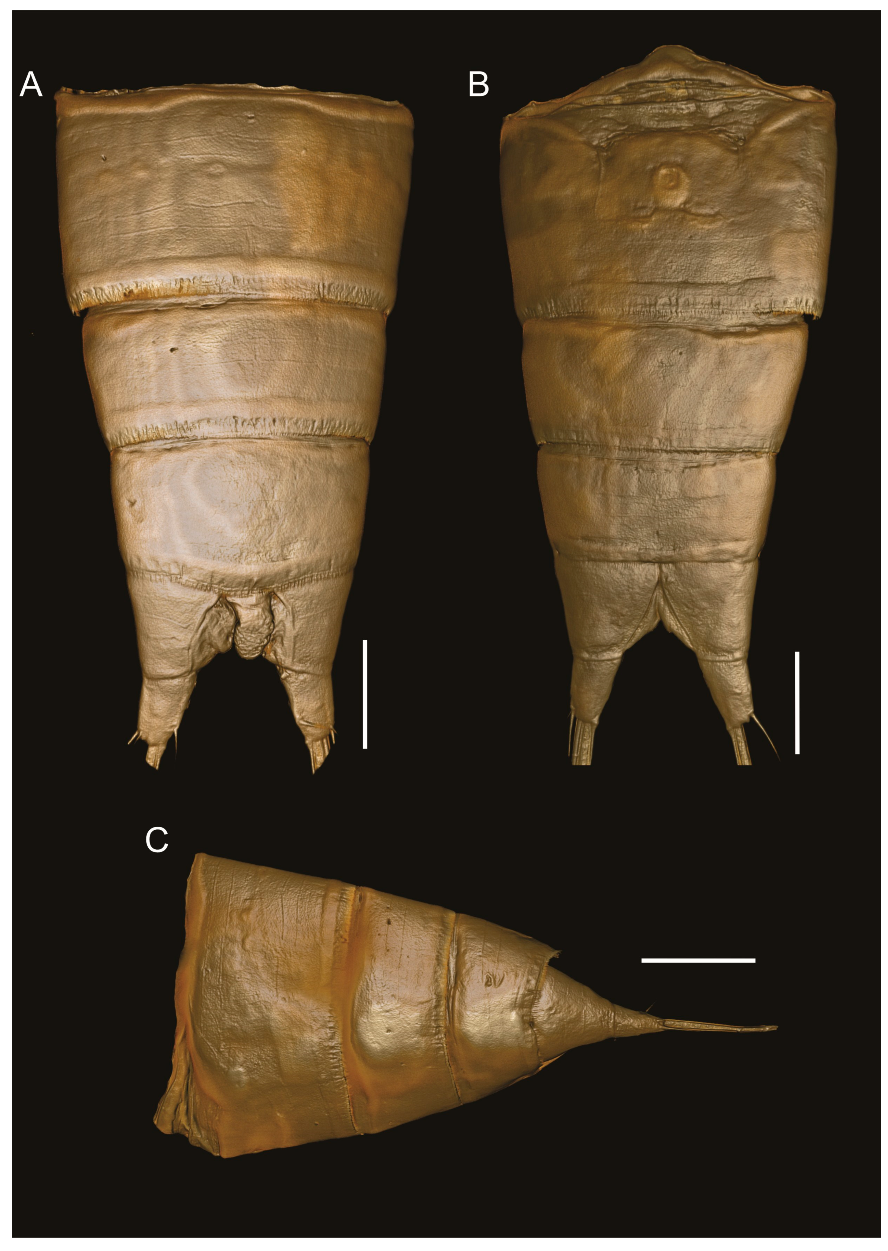 Arthropoda 03 00008 g004