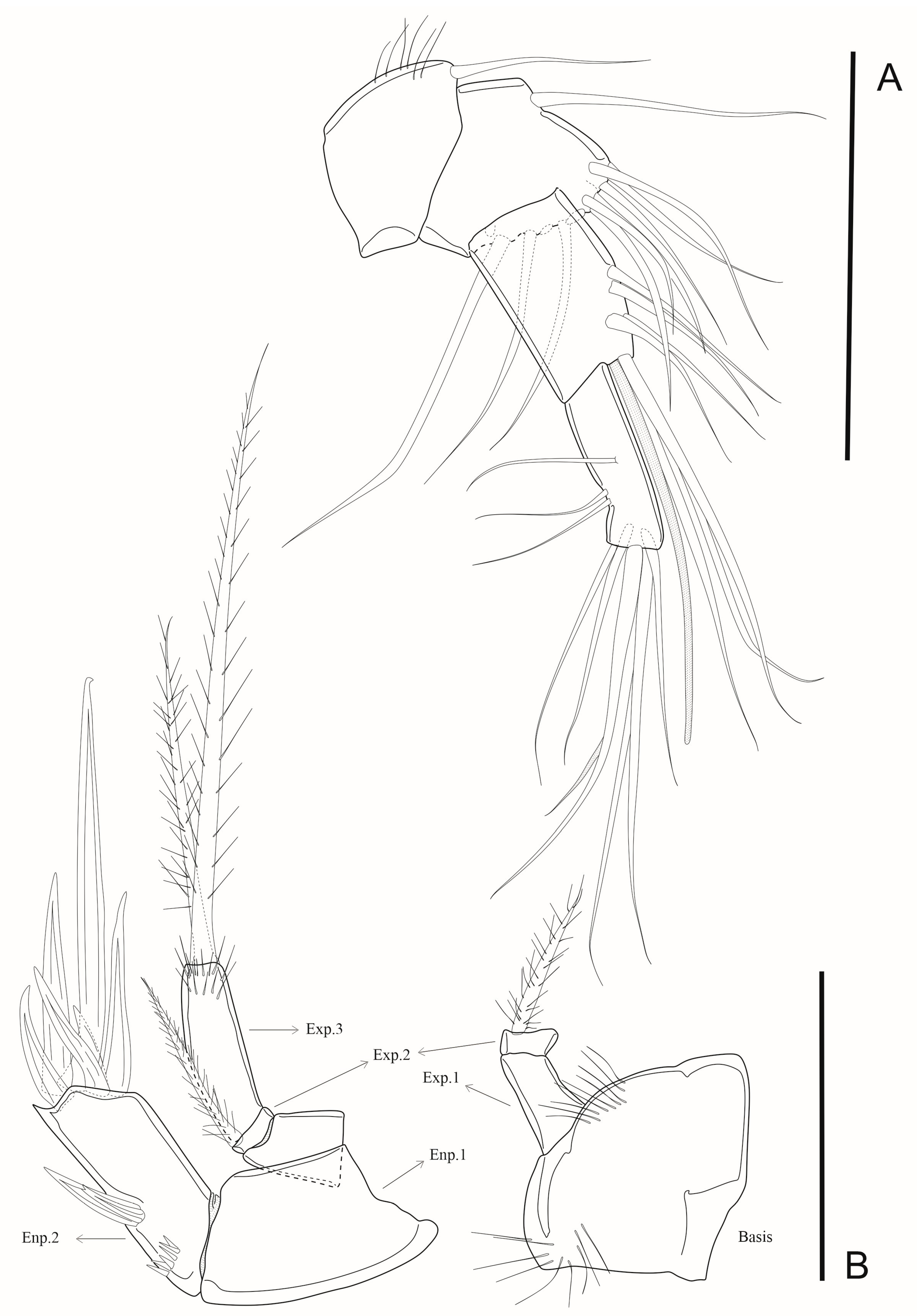 Arthropoda 03 00008 g005