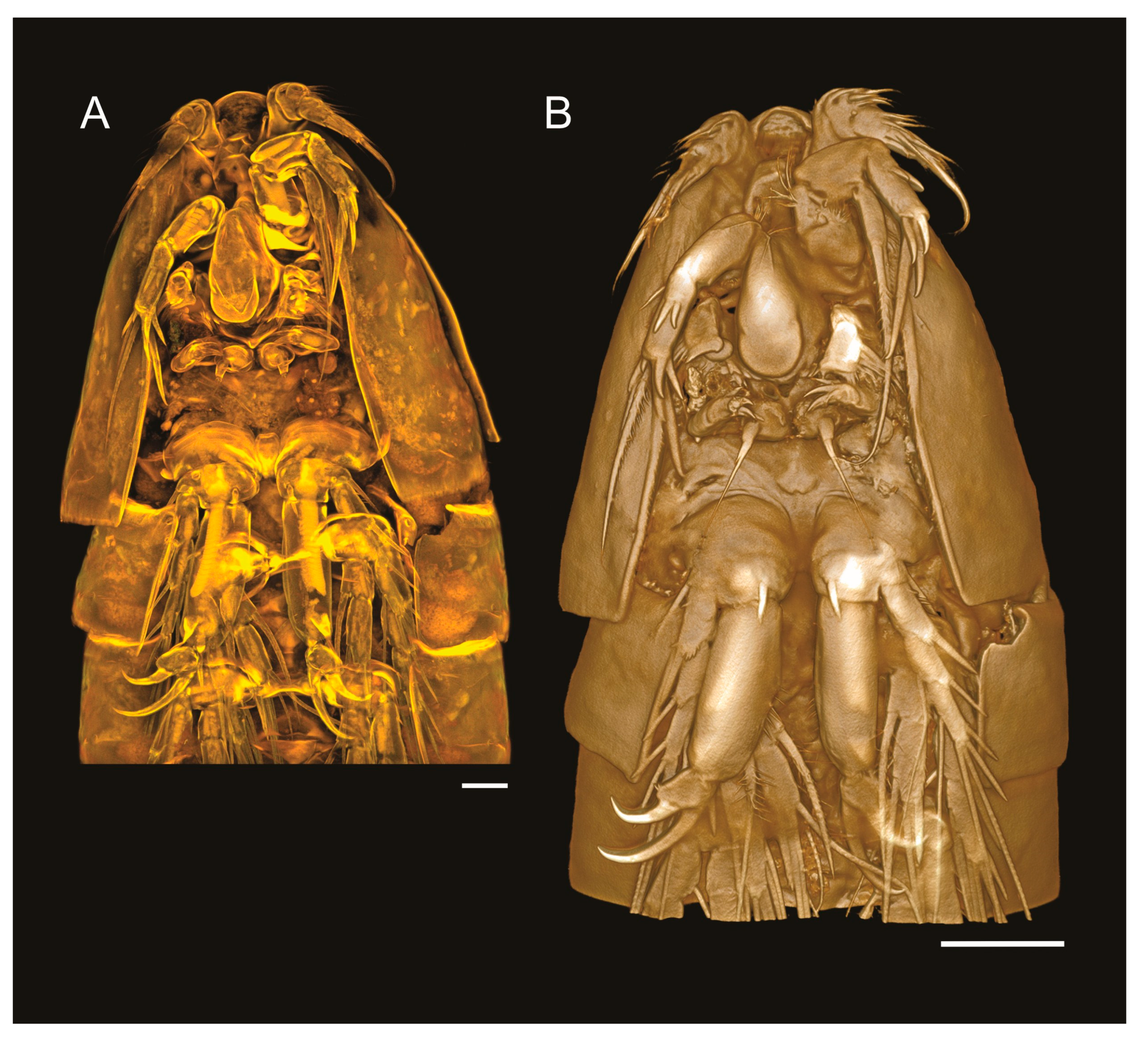 Arthropoda 03 00008 g006