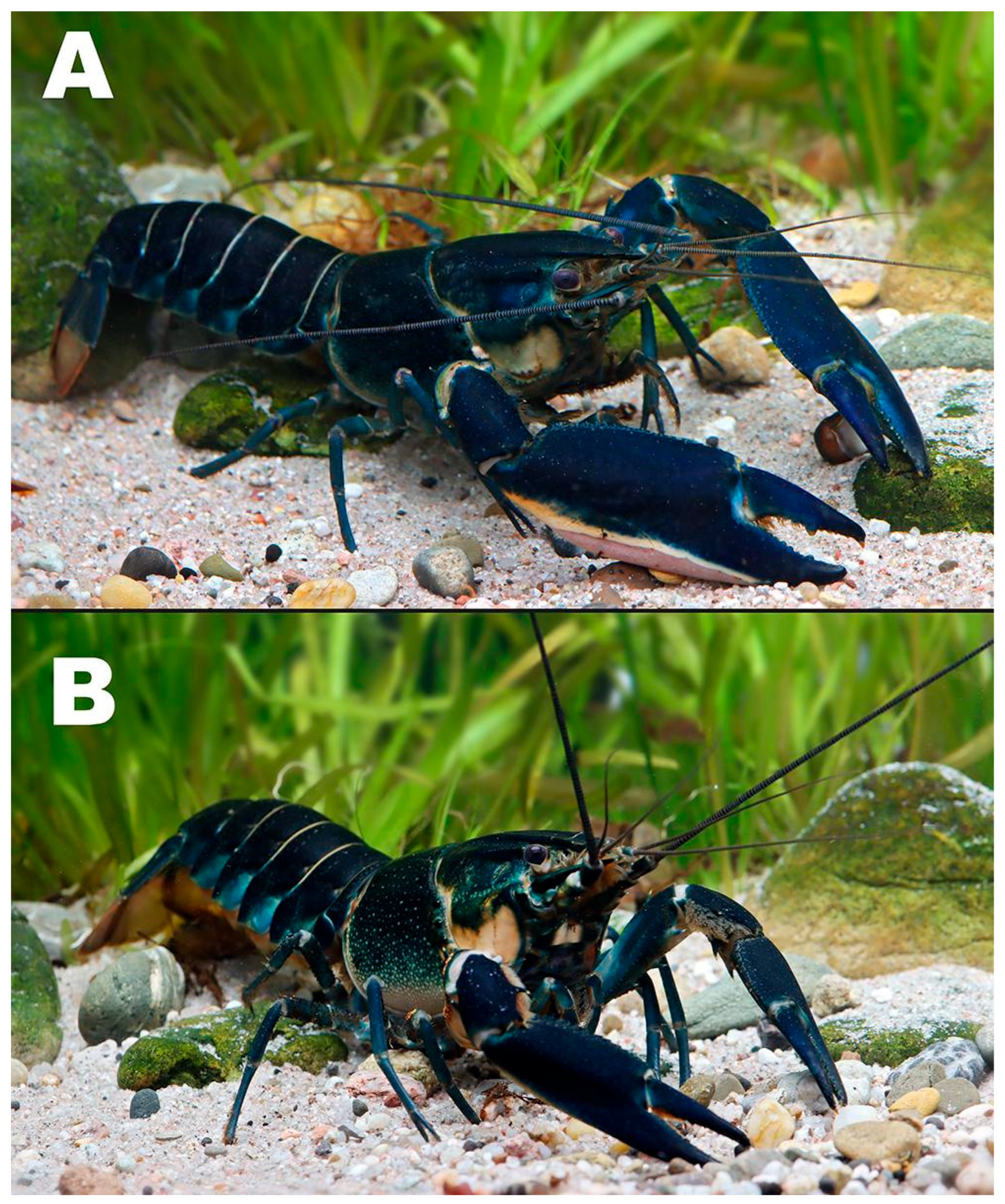 Arthropoda 03 00010 g001