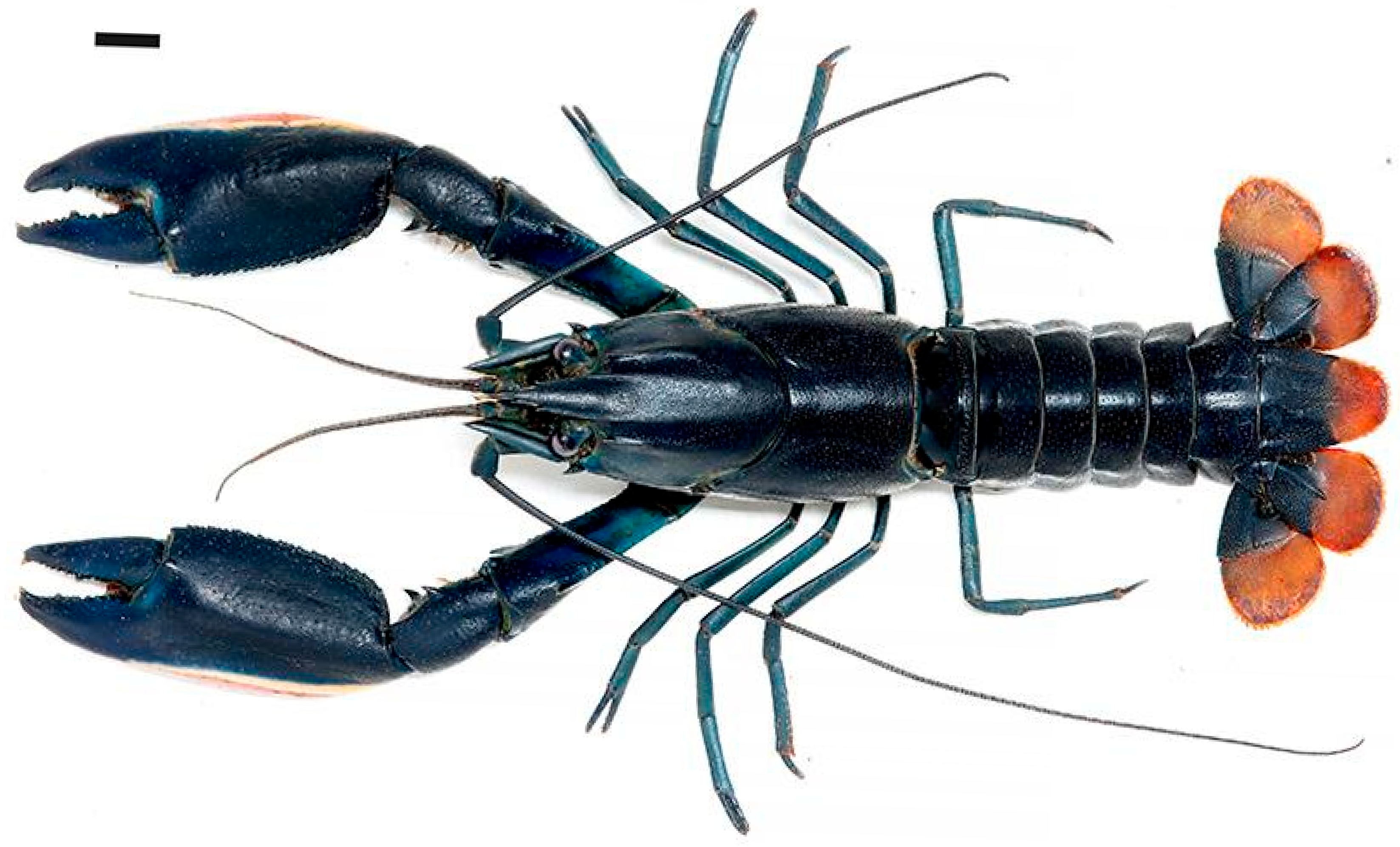 Arthropoda 03 00010 g002