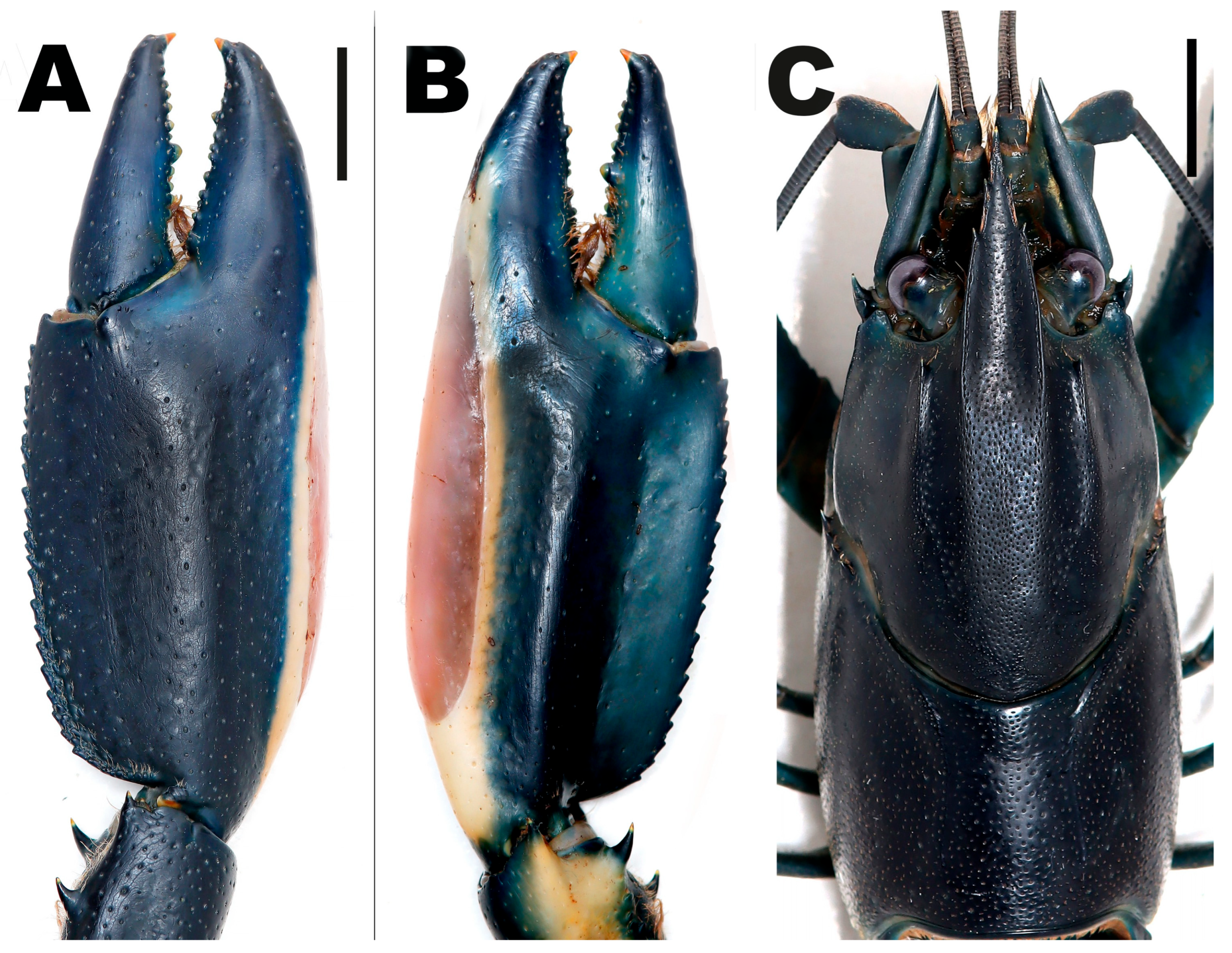Arthropoda 03 00010 g003