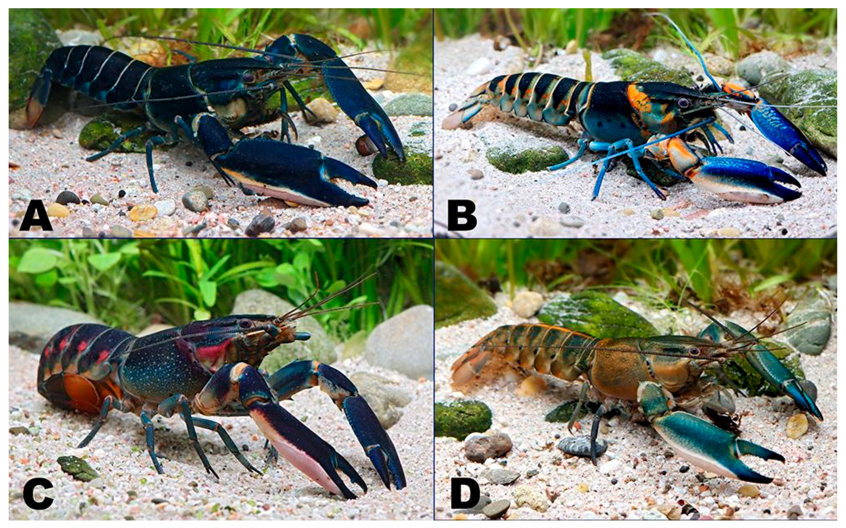 Arthropoda 03 00010 g006