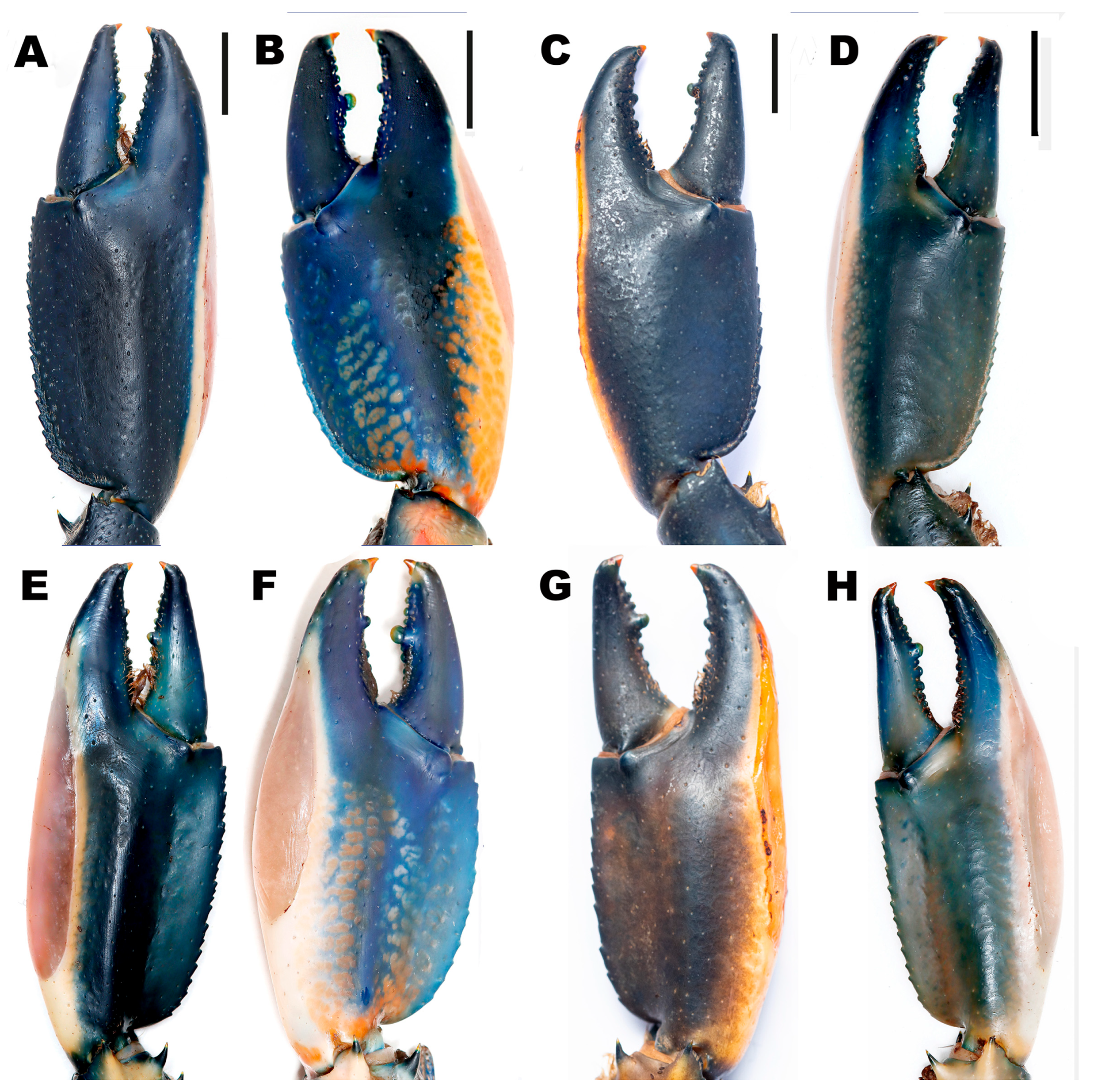 Arthropoda 03 00010 g007