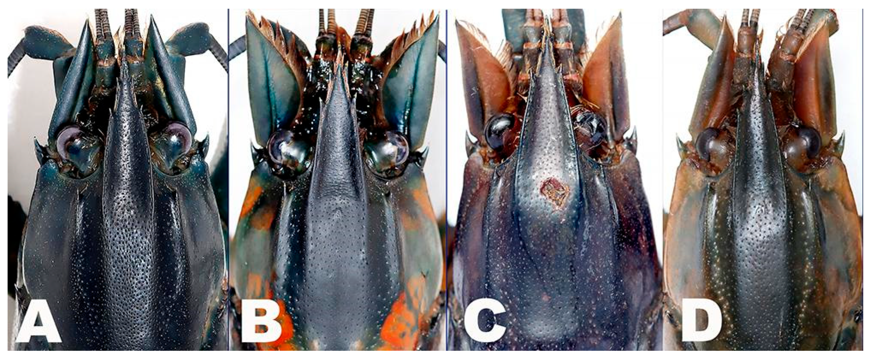 Arthropoda 03 00010 g008