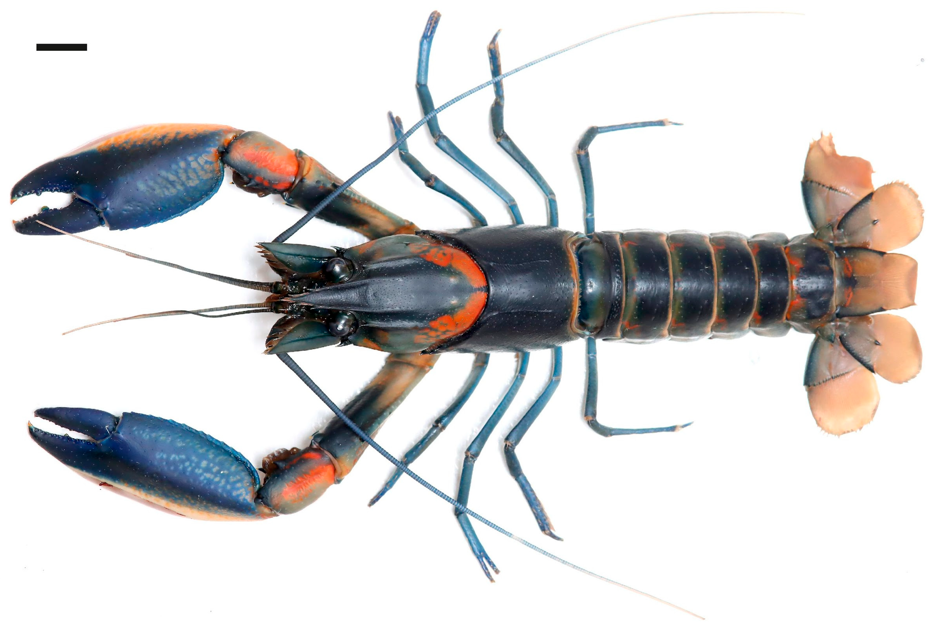 Arthropoda 03 00010 g011