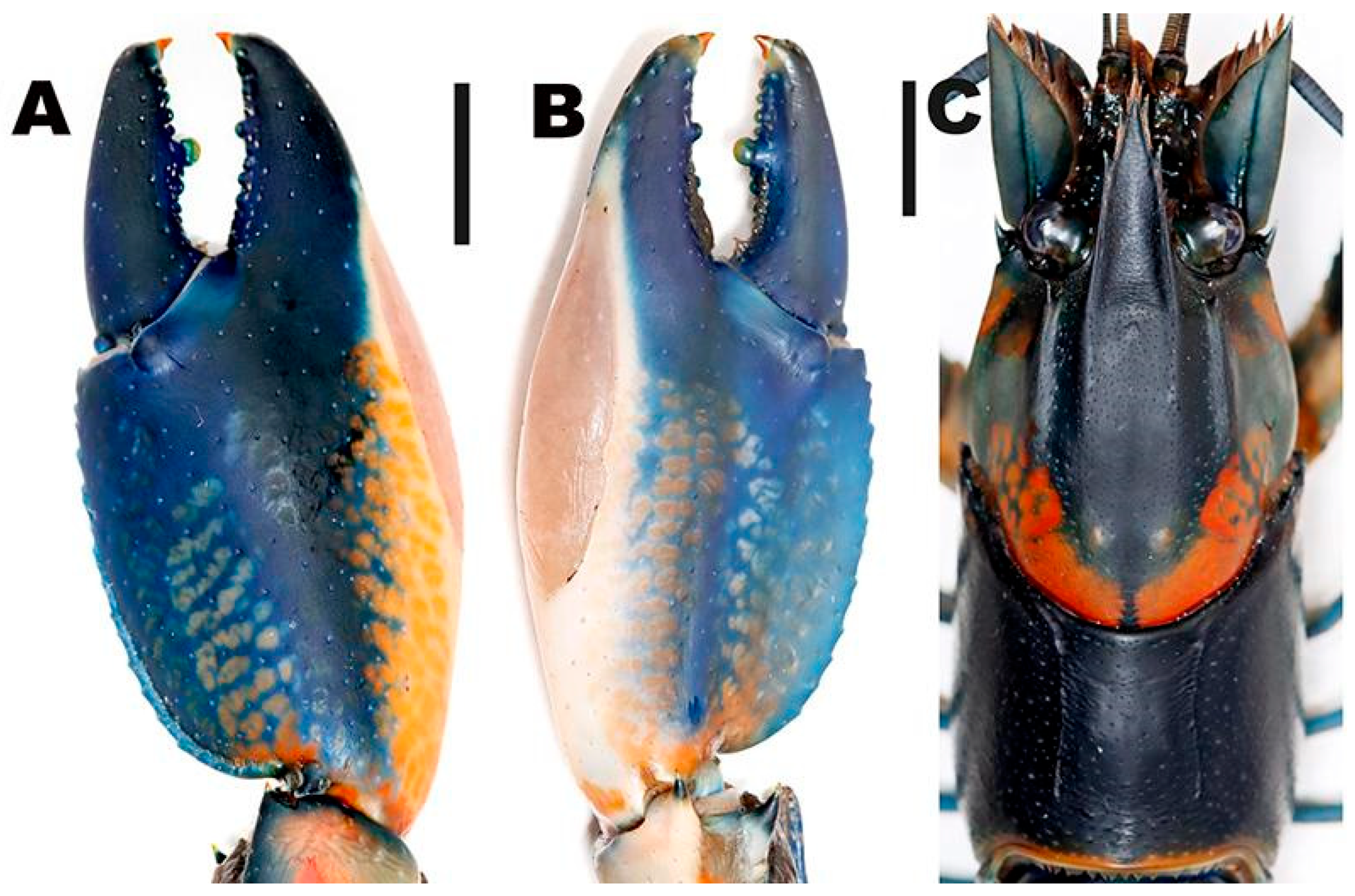 Arthropoda 03 00010 g012