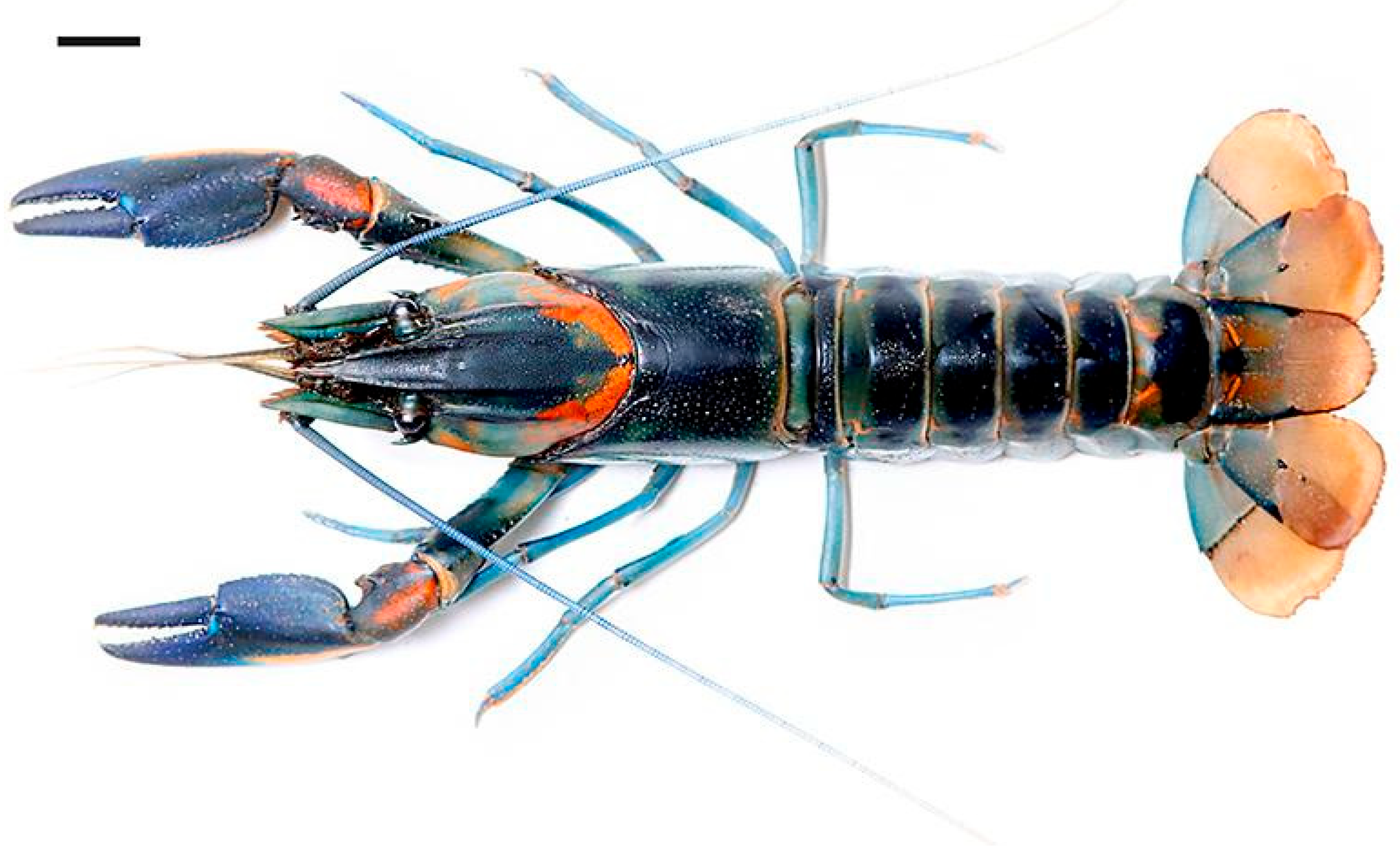 Arthropoda 03 00010 g013