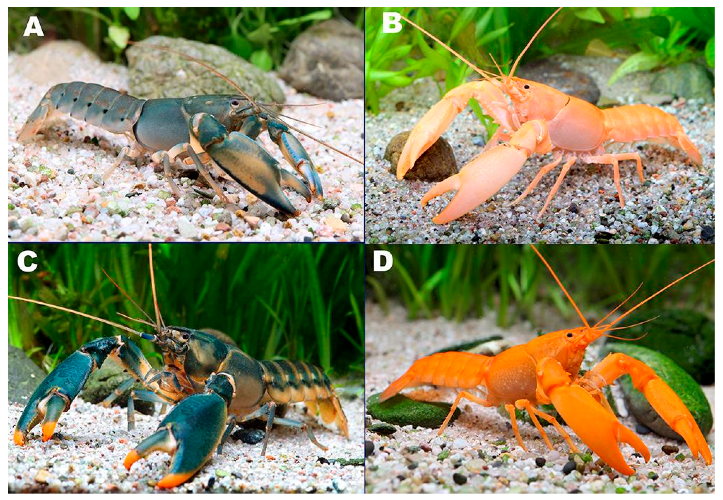 Arthropoda 03 00010 g017