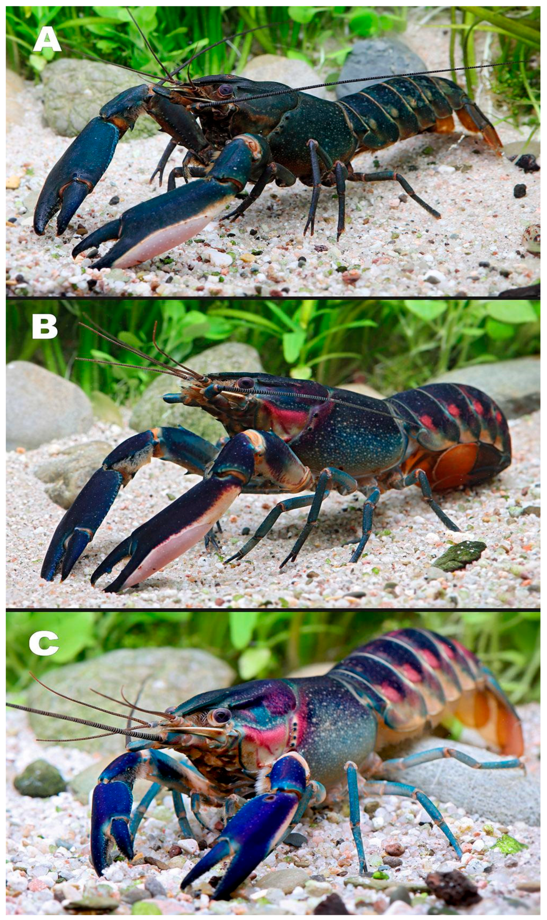 Arthropoda 03 00010 g021