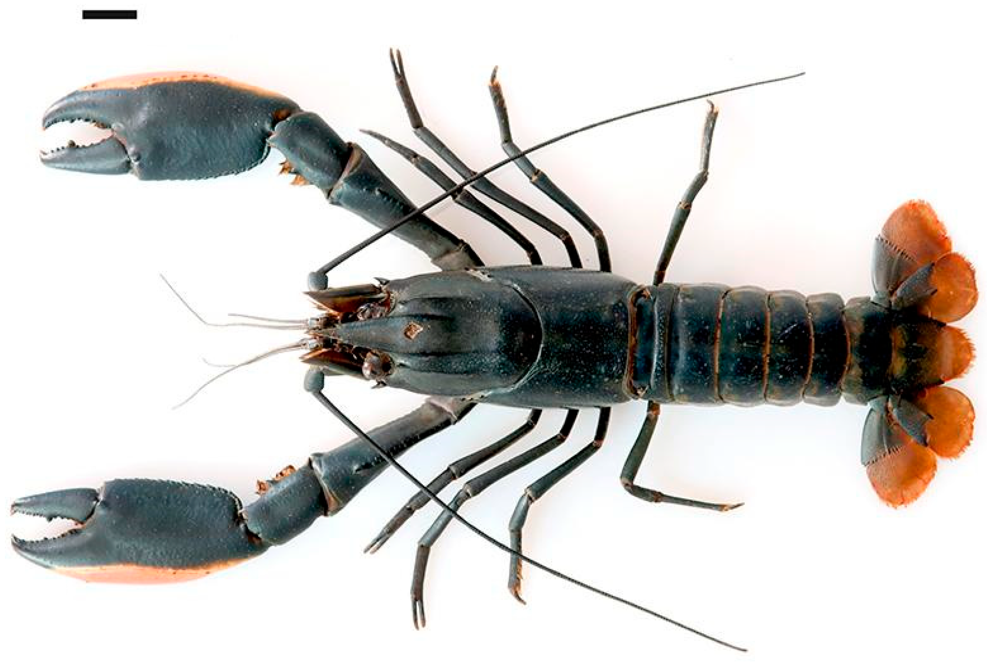 Arthropoda 03 00010 g022