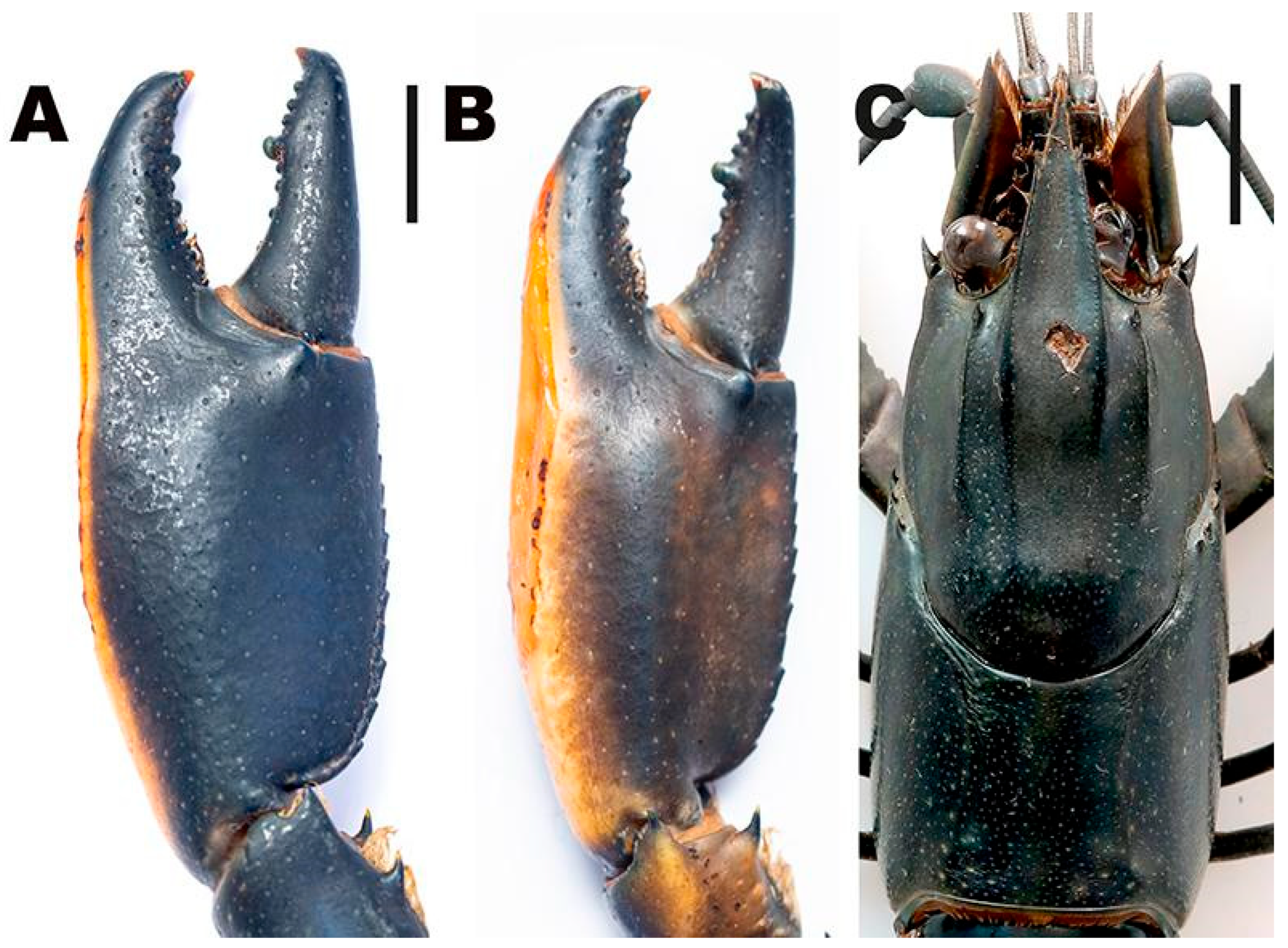 Arthropoda 03 00010 g023