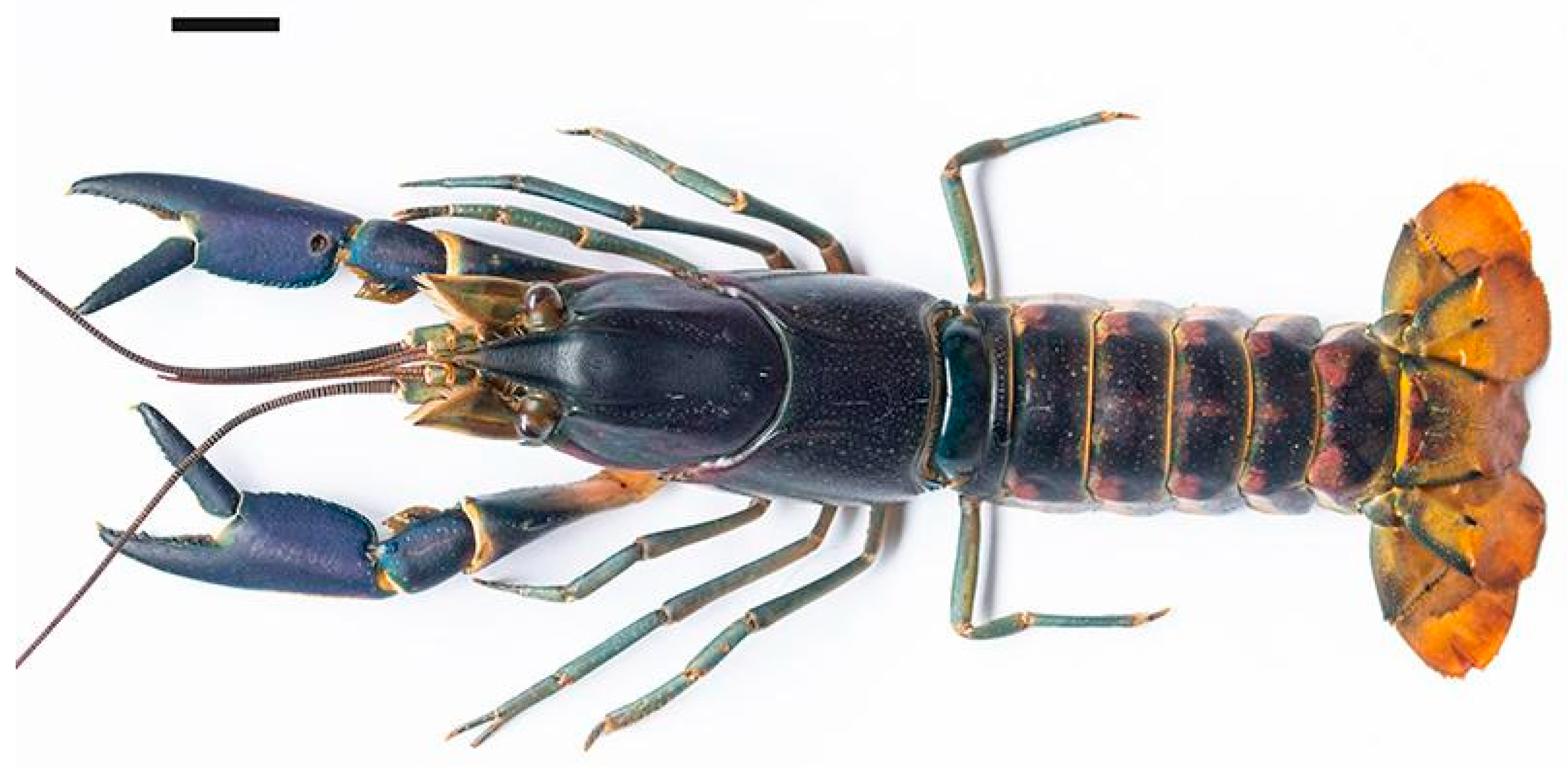 Arthropoda 03 00010 g024