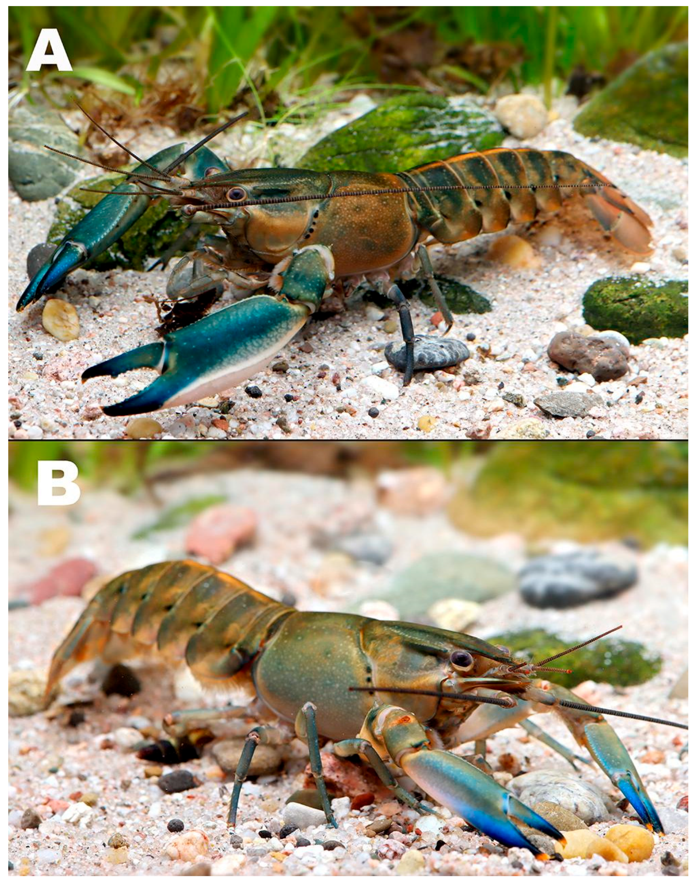 Arthropoda 03 00010 g025