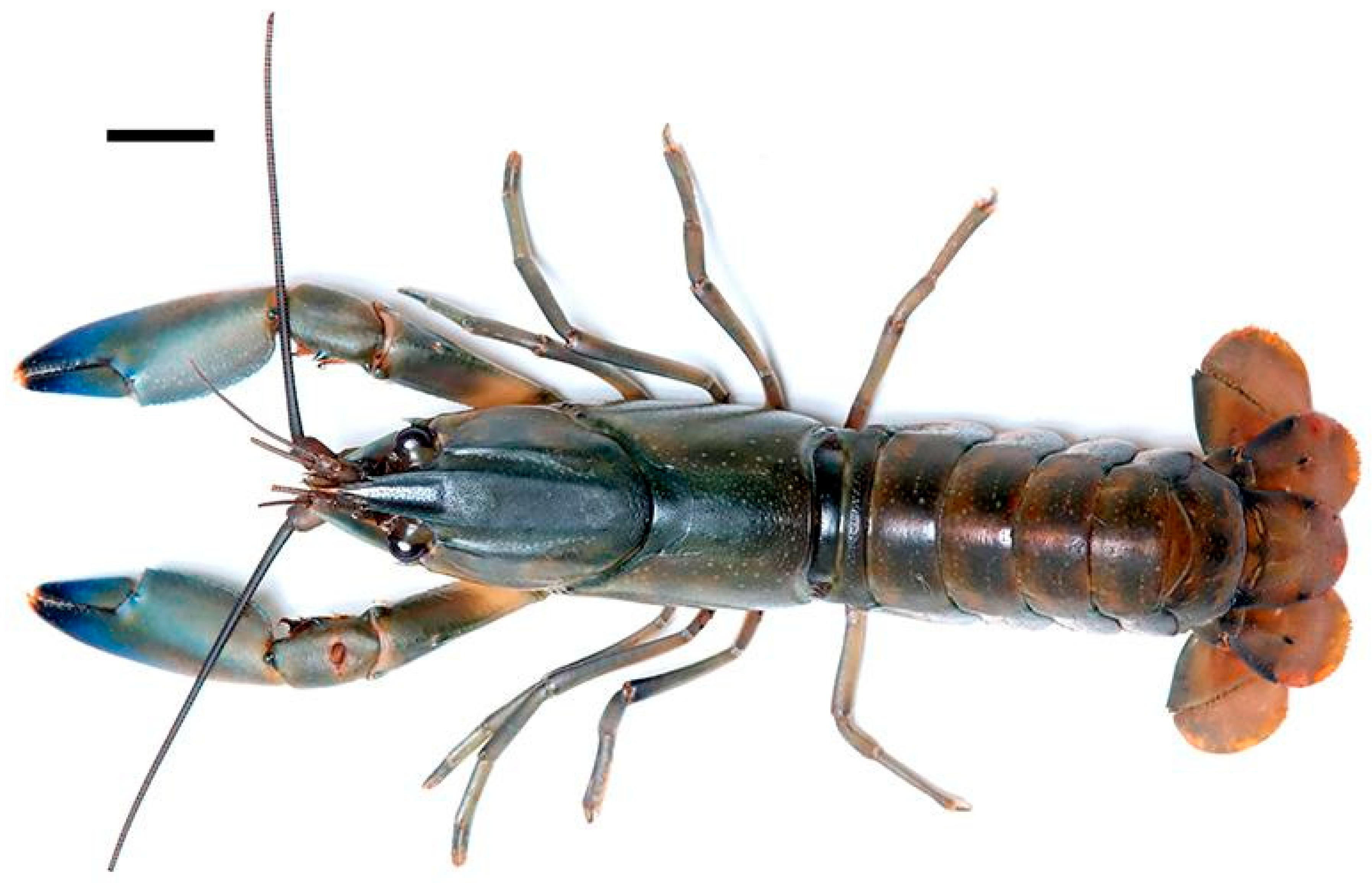 Arthropoda 03 00010 g028