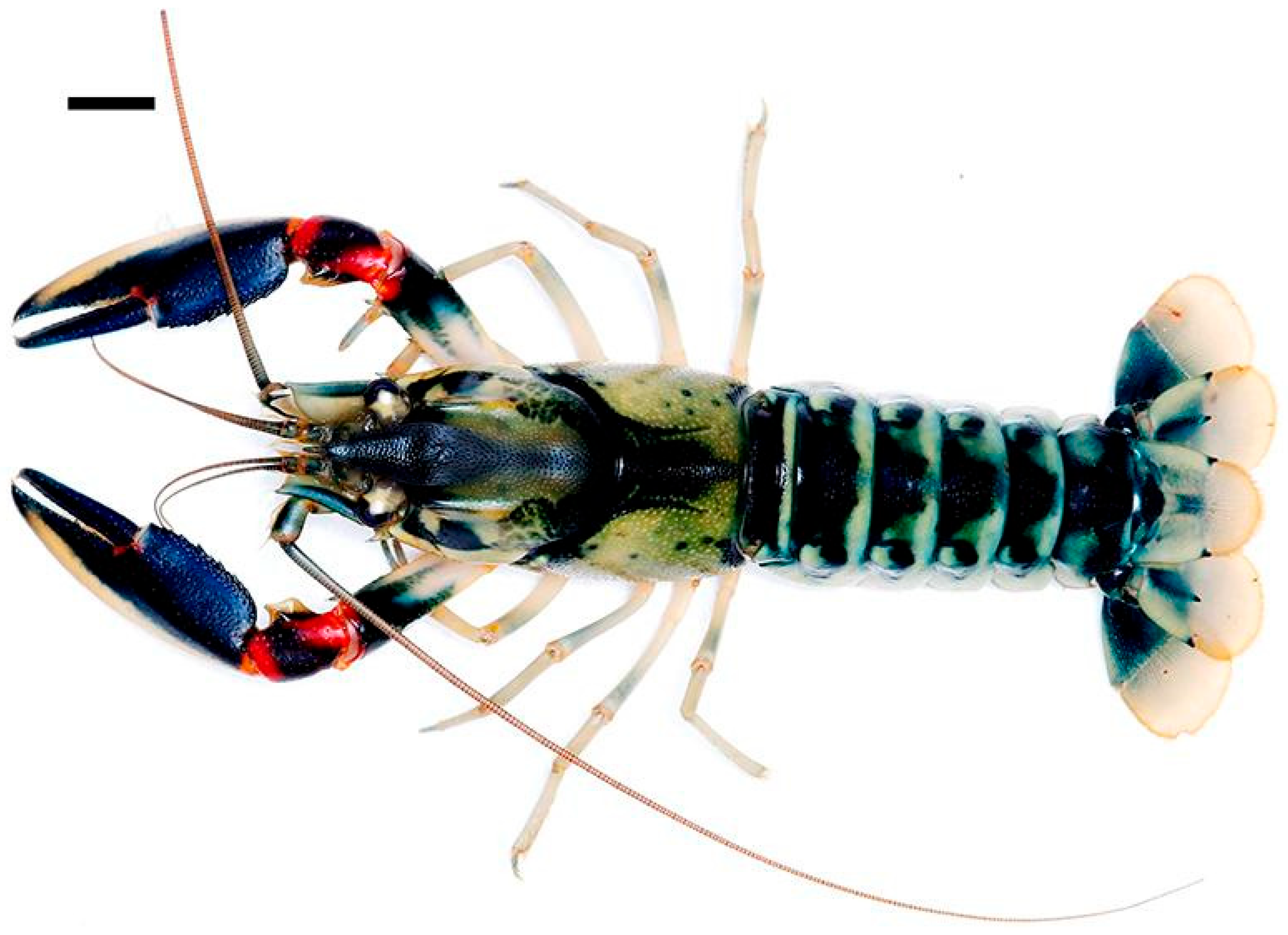 Arthropoda 03 00010 g032