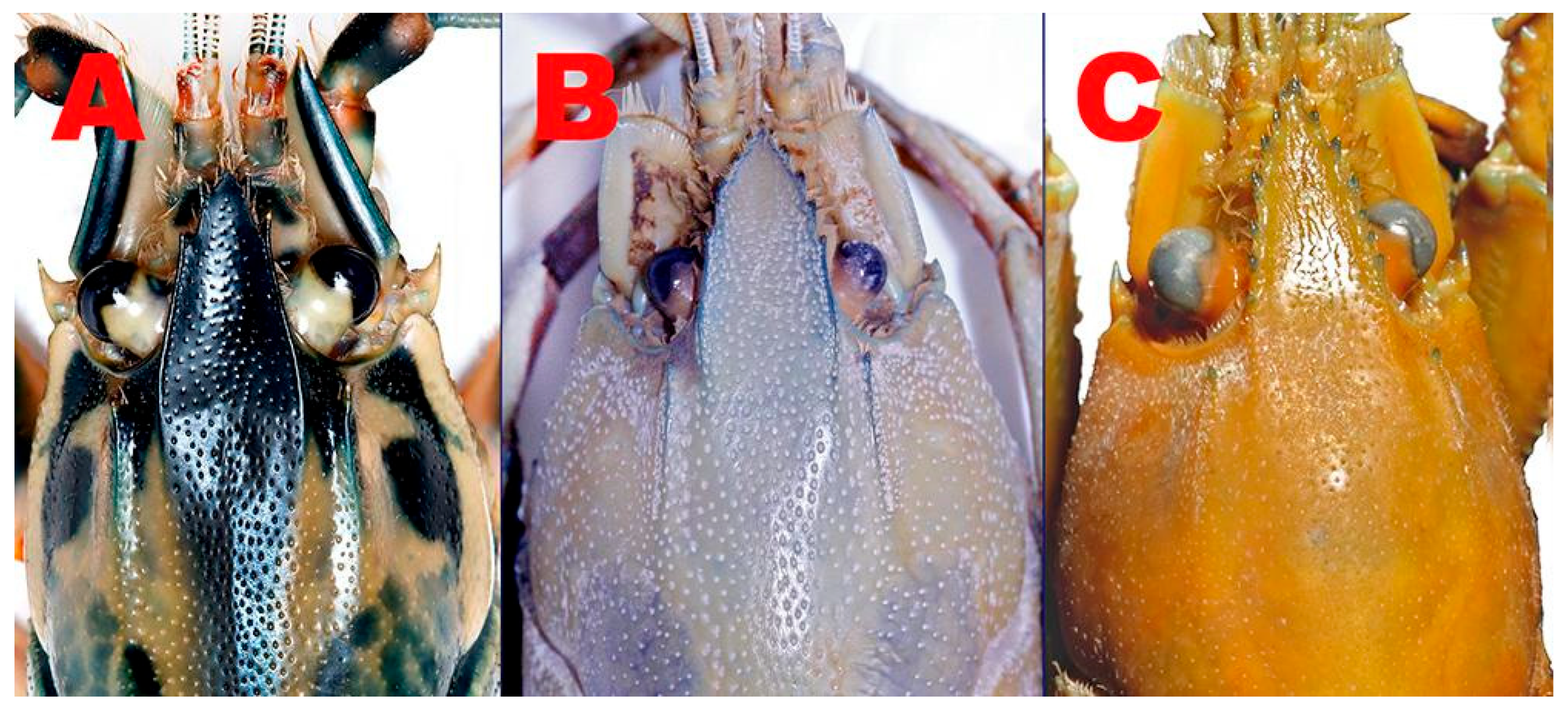 Arthropoda 03 00010 g034