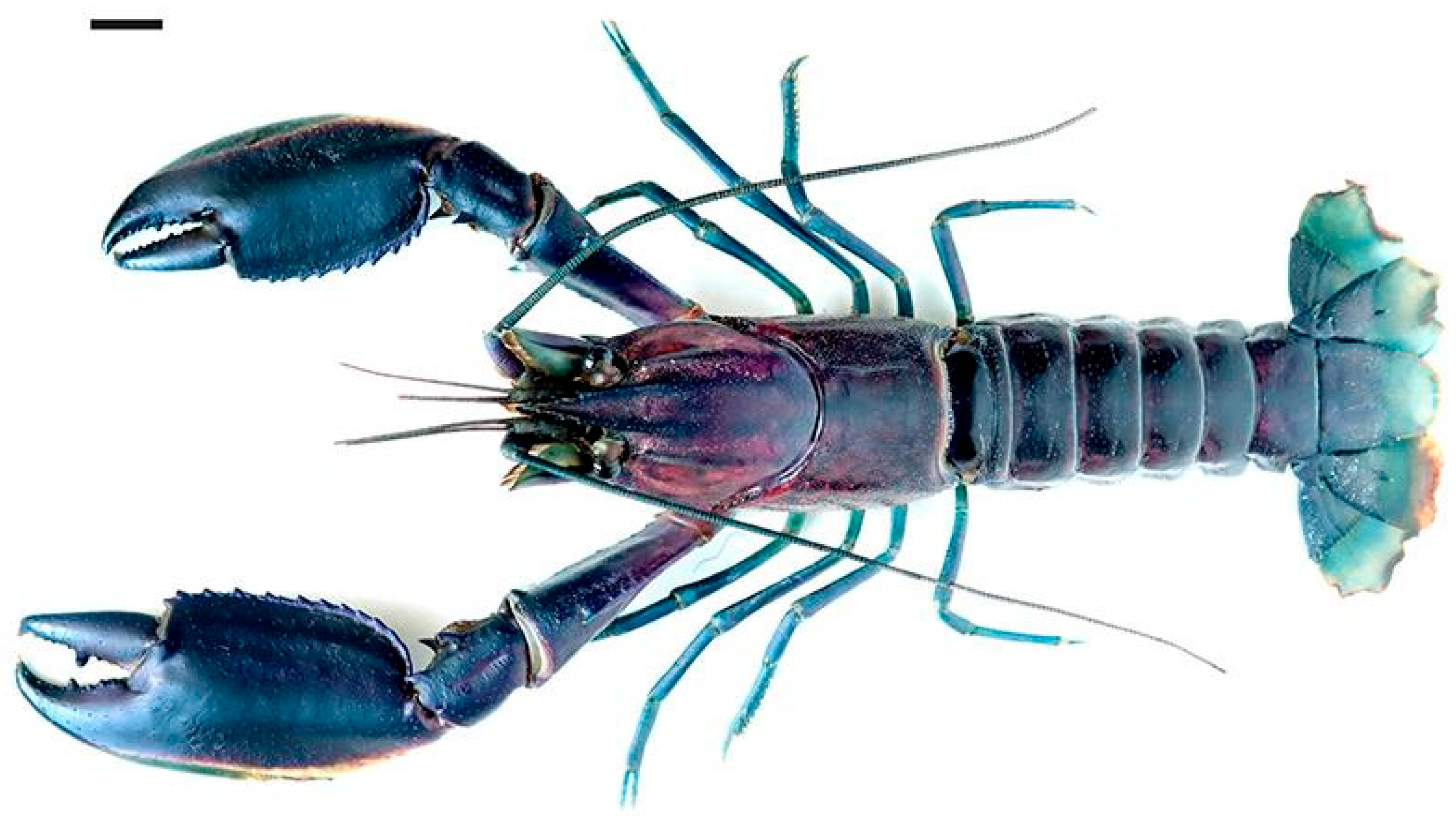 Arthropoda 03 00010 g036