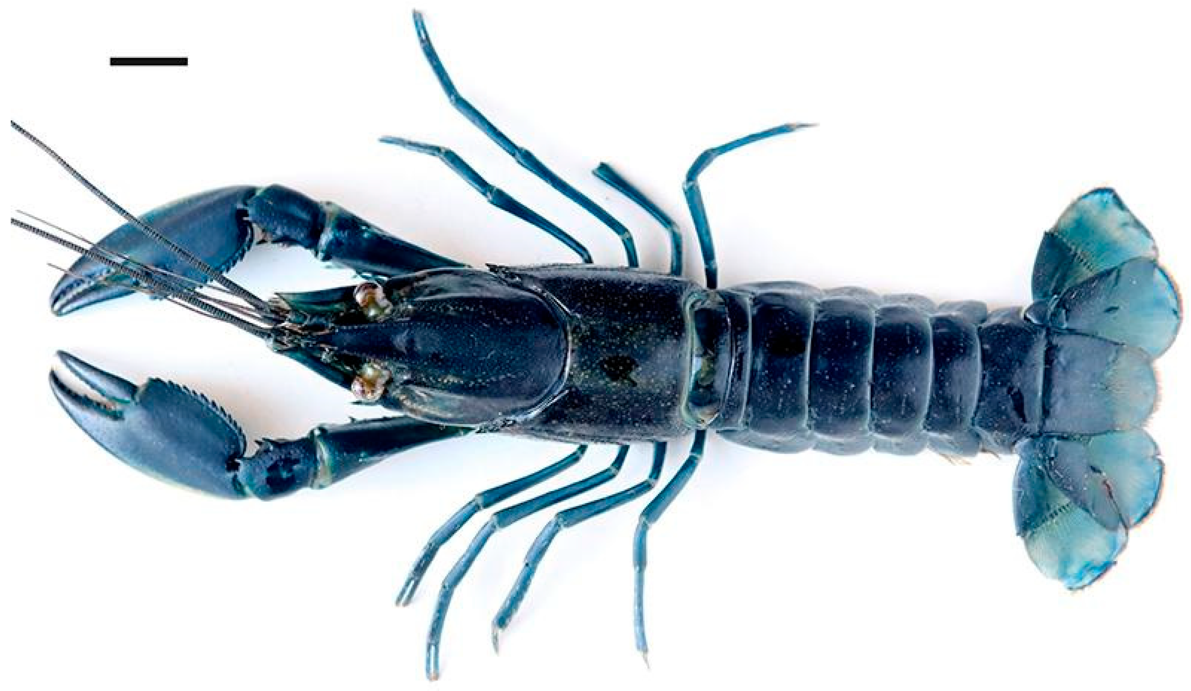 Arthropoda 03 00010 g038