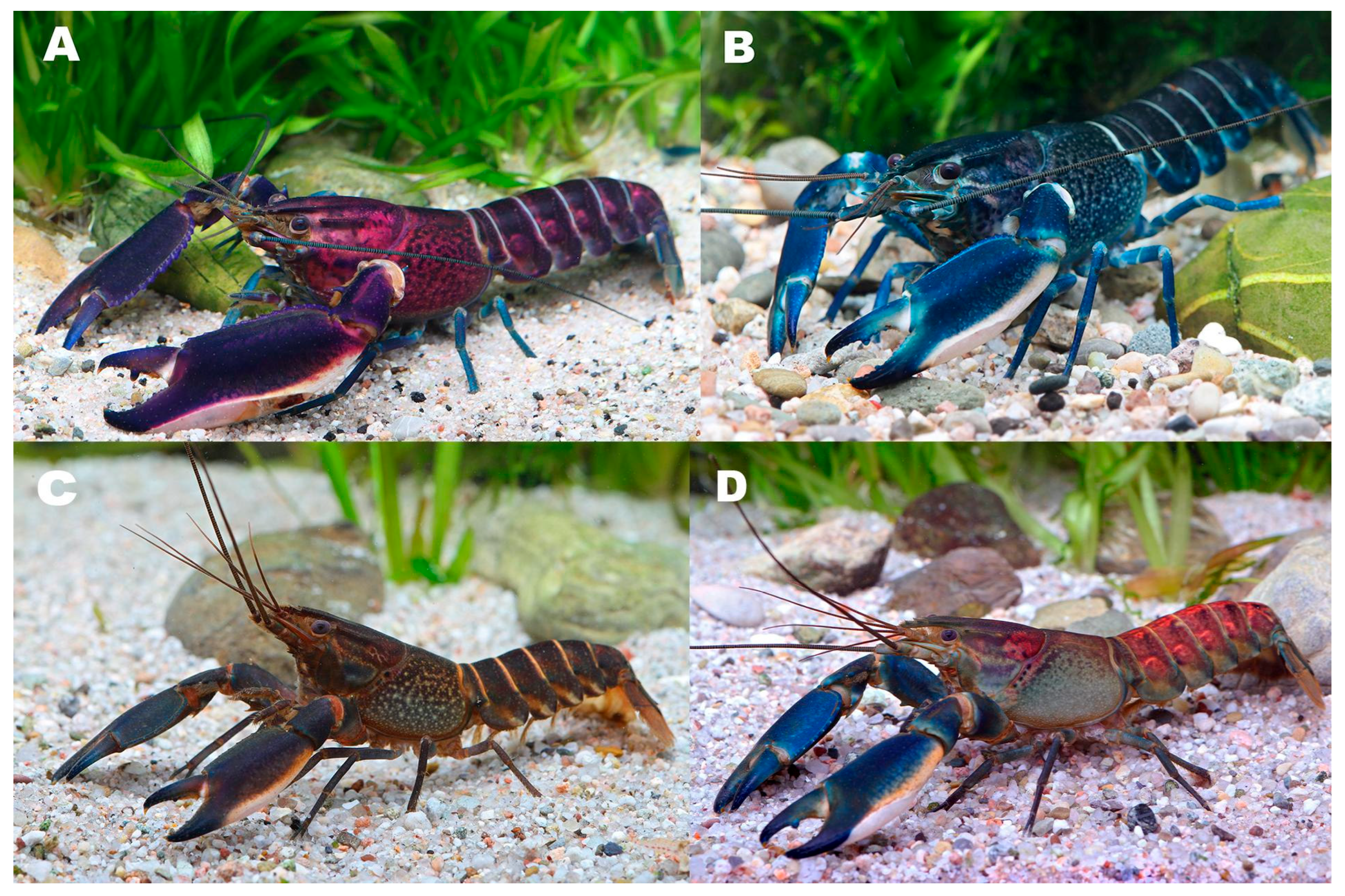 Arthropoda 03 00010 g039