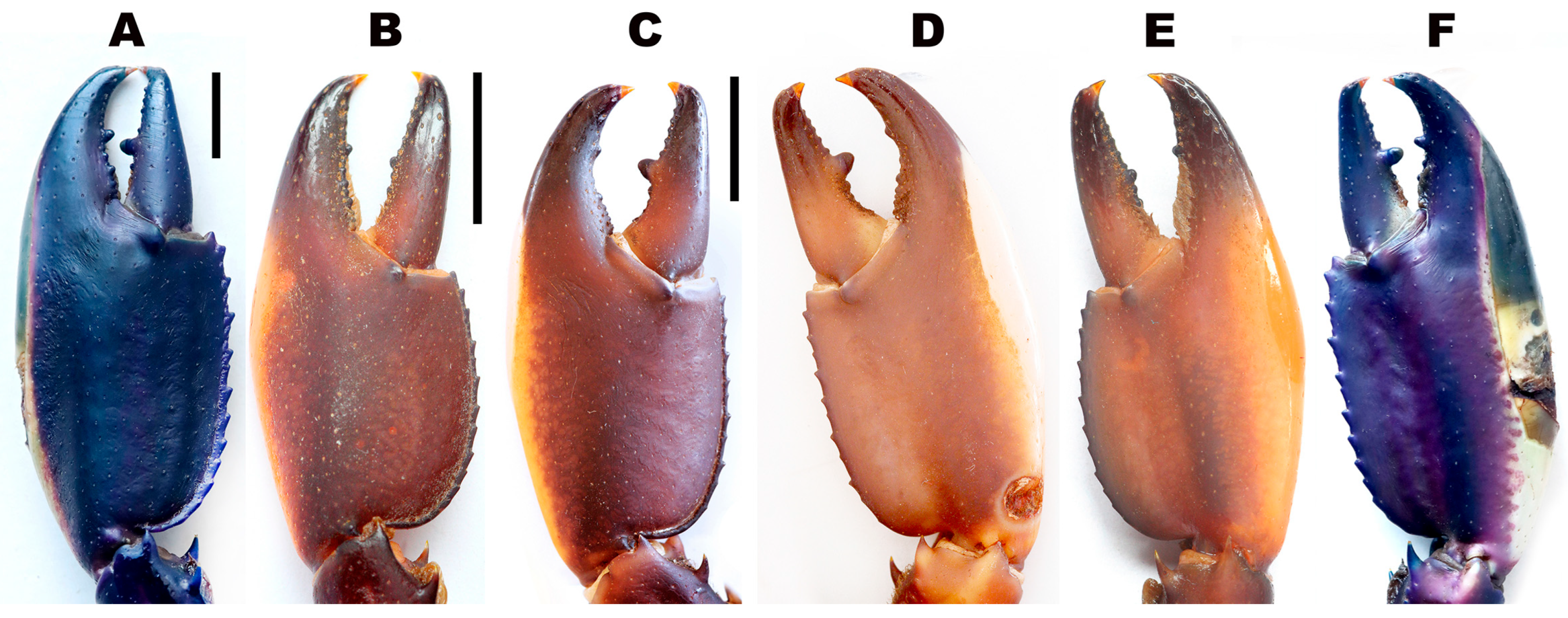 Arthropoda 03 00010 g040