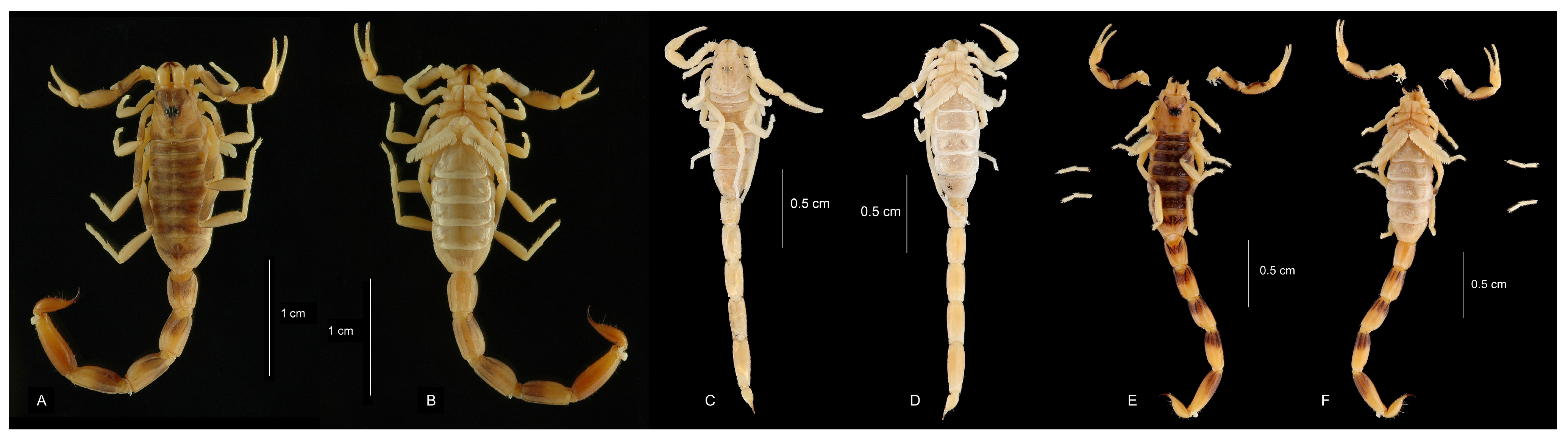 Arthropoda 04 00011 g004 Arthropoda 04 00011 g004
