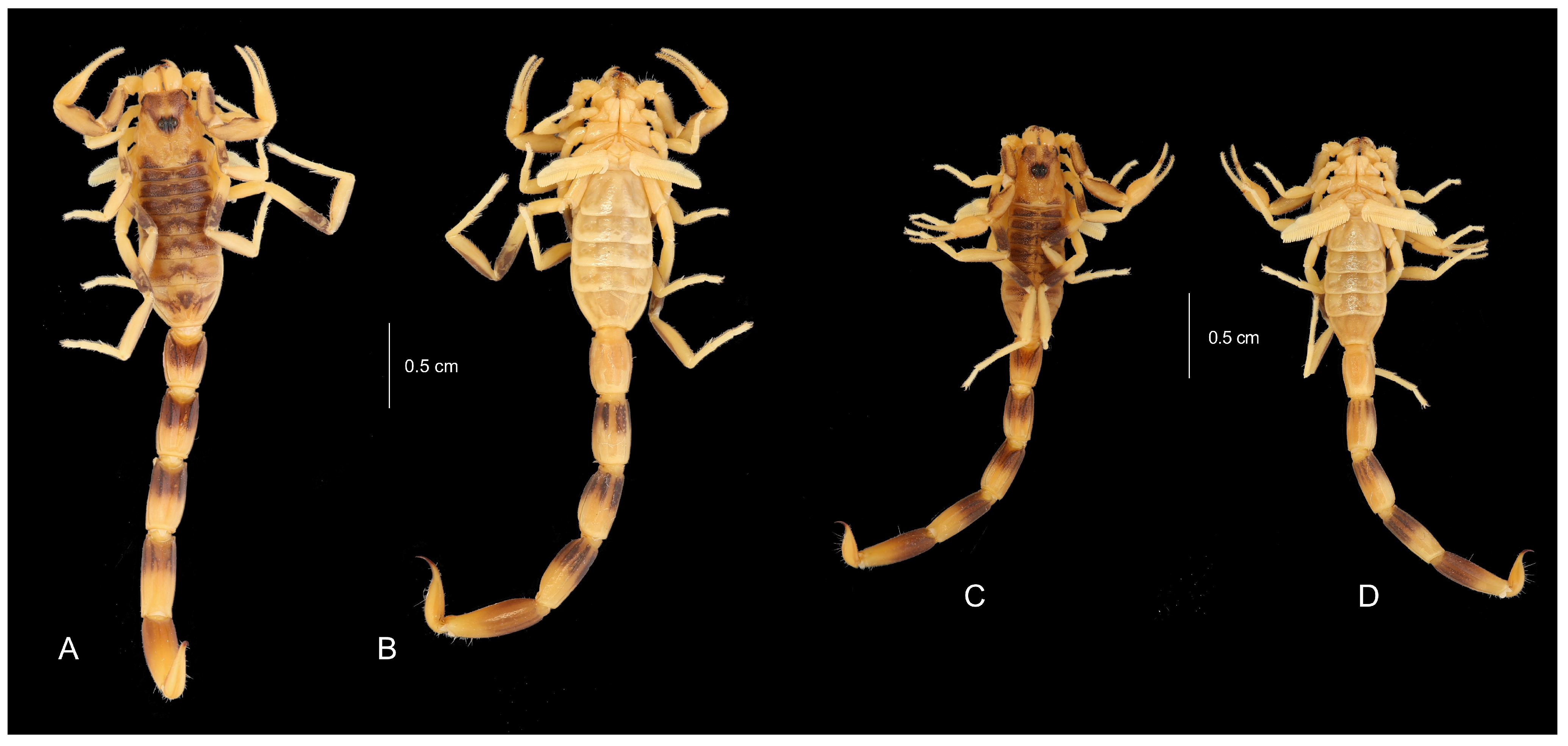 Arthropoda 04 00011 g005 Arthropoda 04 00011 g005