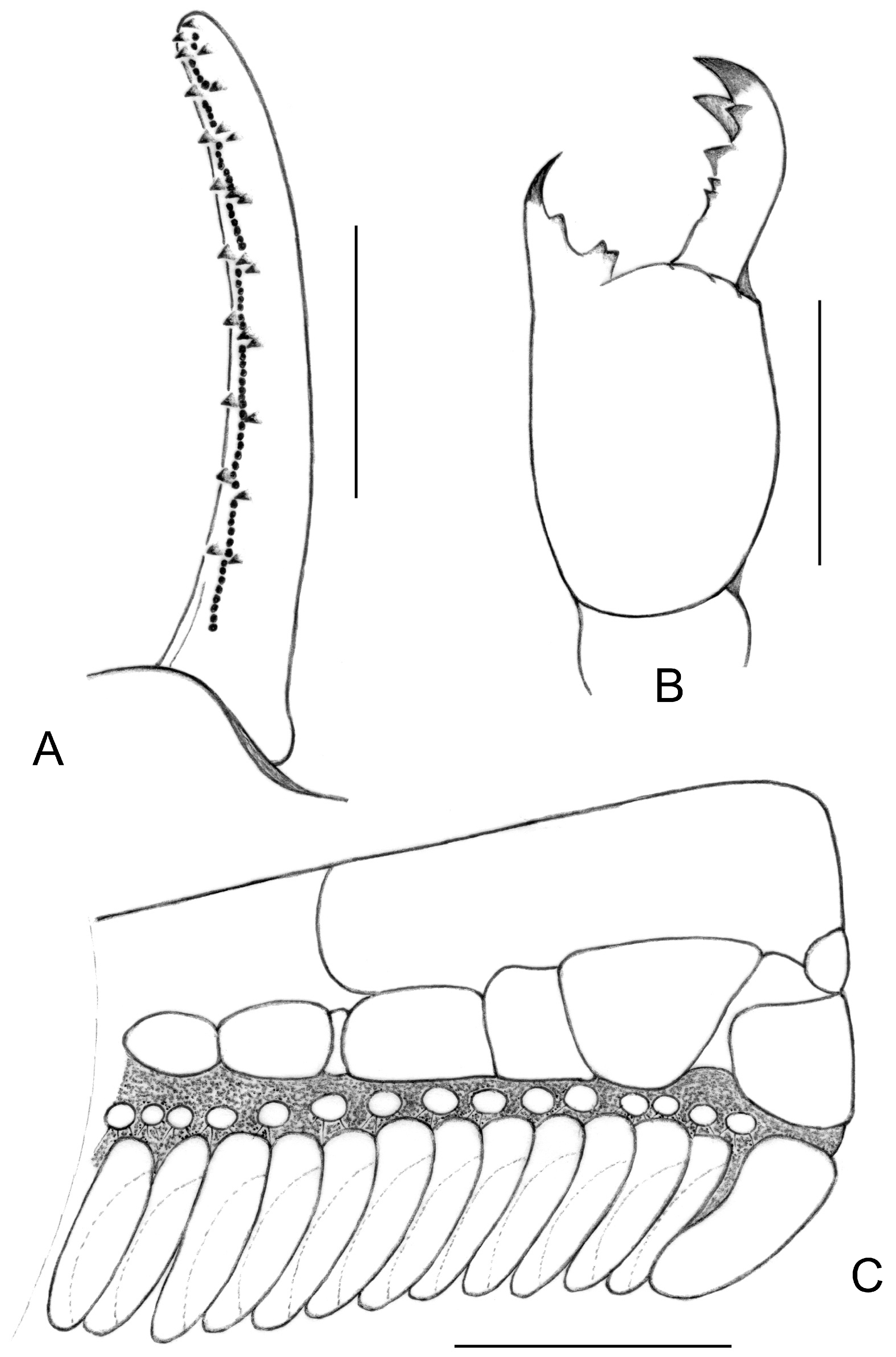 Arthropoda 04 00011 g006 Arthropoda 04 00011 g006