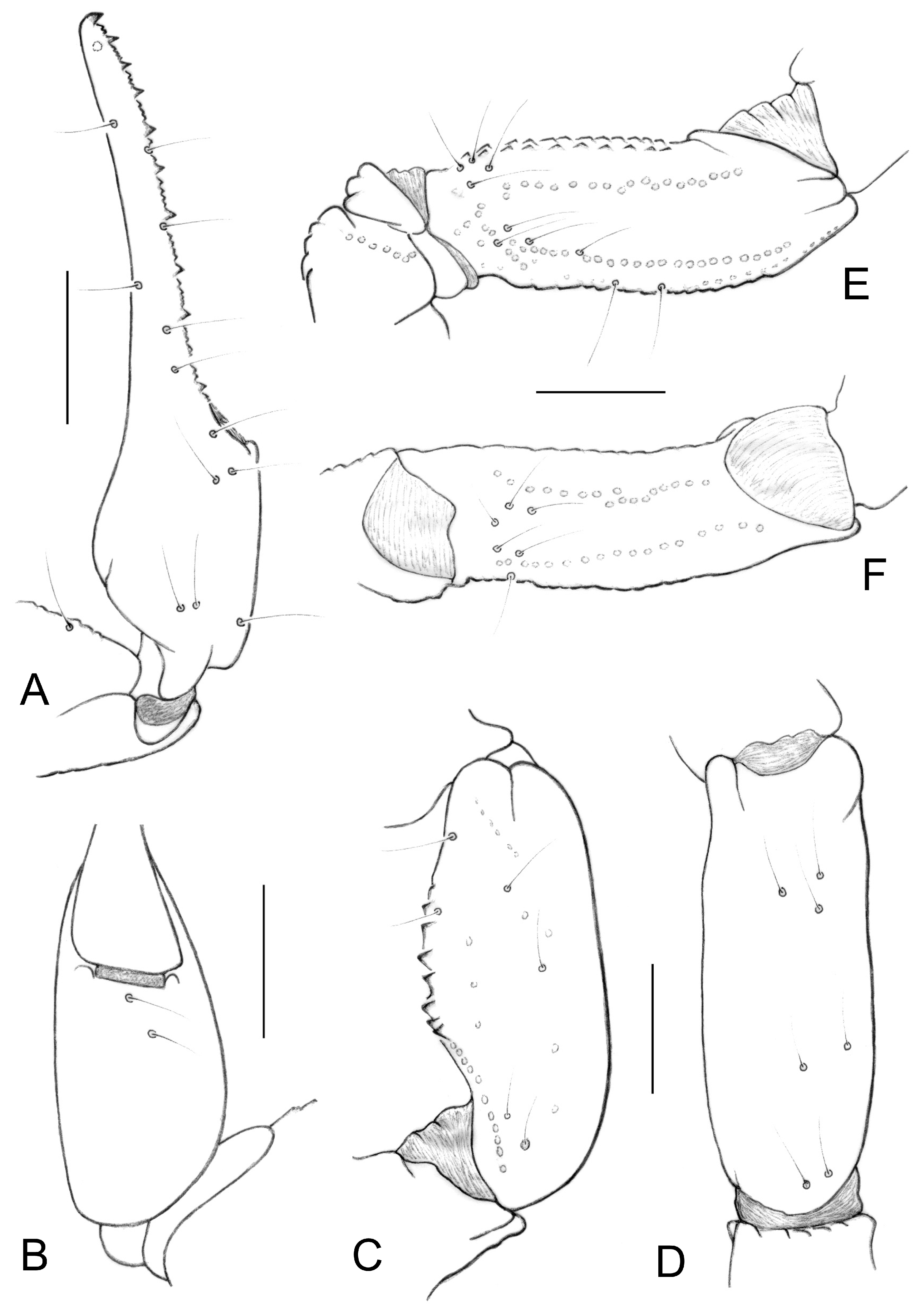 Arthropoda 04 00011 g007 Arthropoda 04 00011 g007