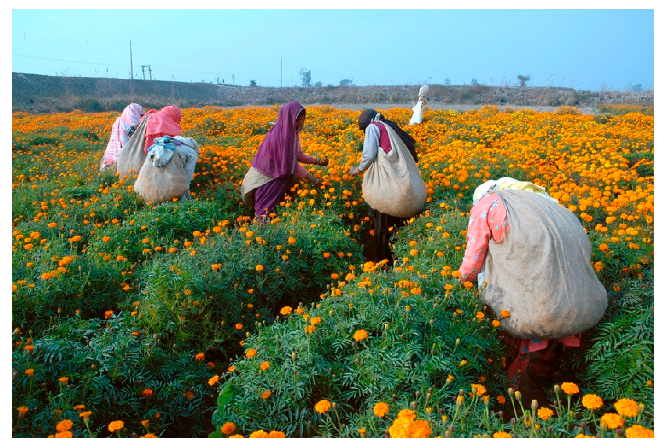 Arts 13 00108 g013 Arts 13 00108 g013