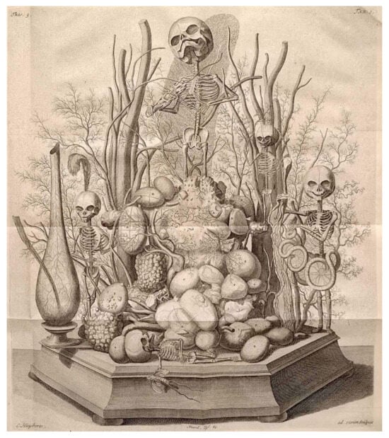 Frederick Ruysch staged cabinet of curiosities (Image: British Library, 548.h.9:2.).
