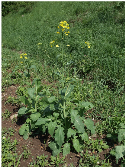 Atmosphere 12 01444 g001