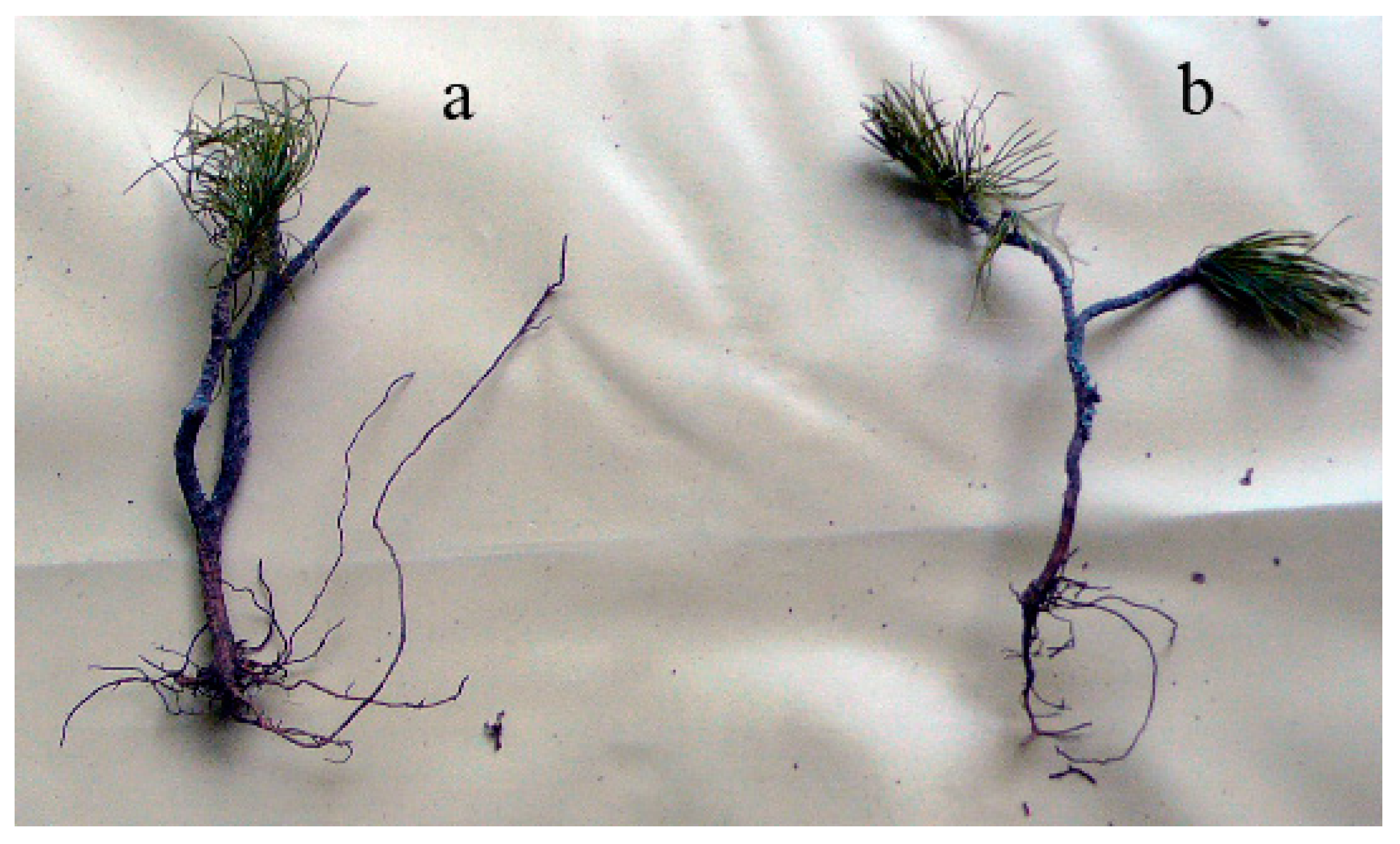 Atmosphere 13 01196 g006