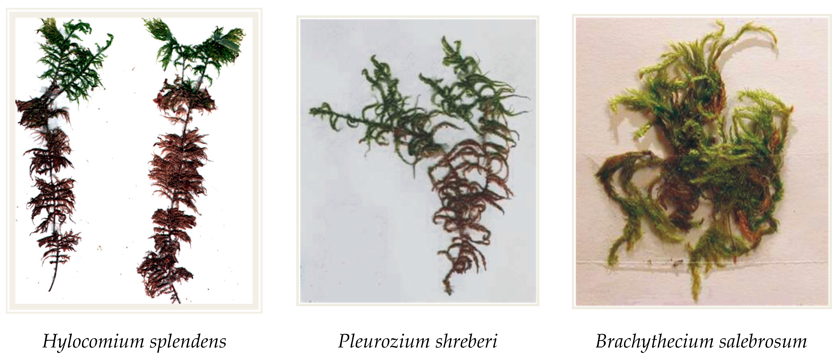 Atmosphere 16 00816 g003