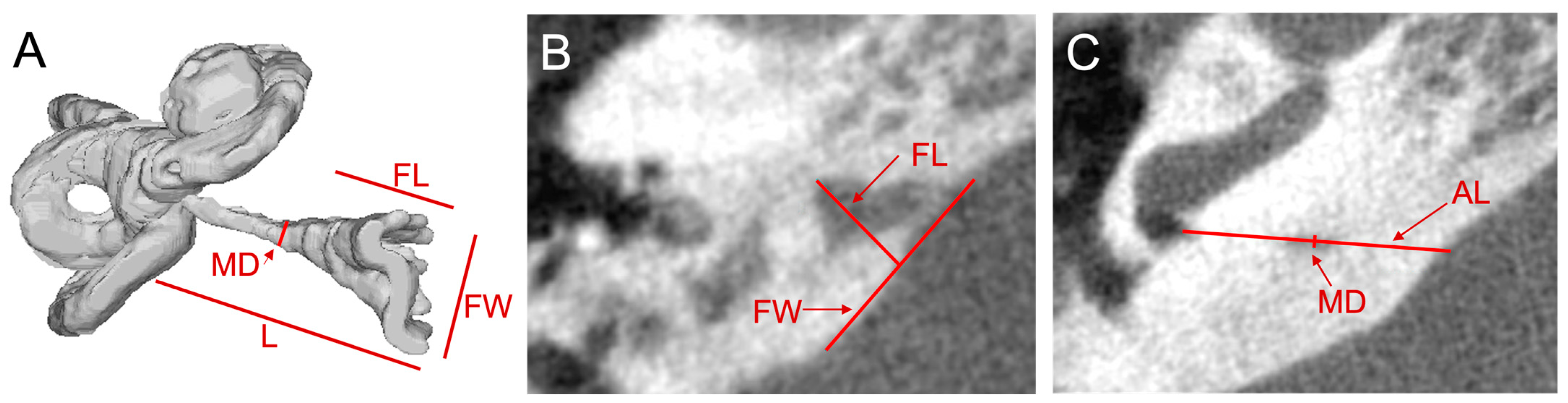 Audiolres 13 00032 g001 Audiolres 13 00032 g001