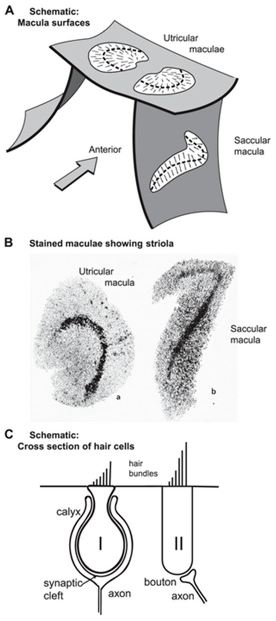 Audiolres 13 00079 g002