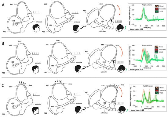 Audiolres 15 00032 g002